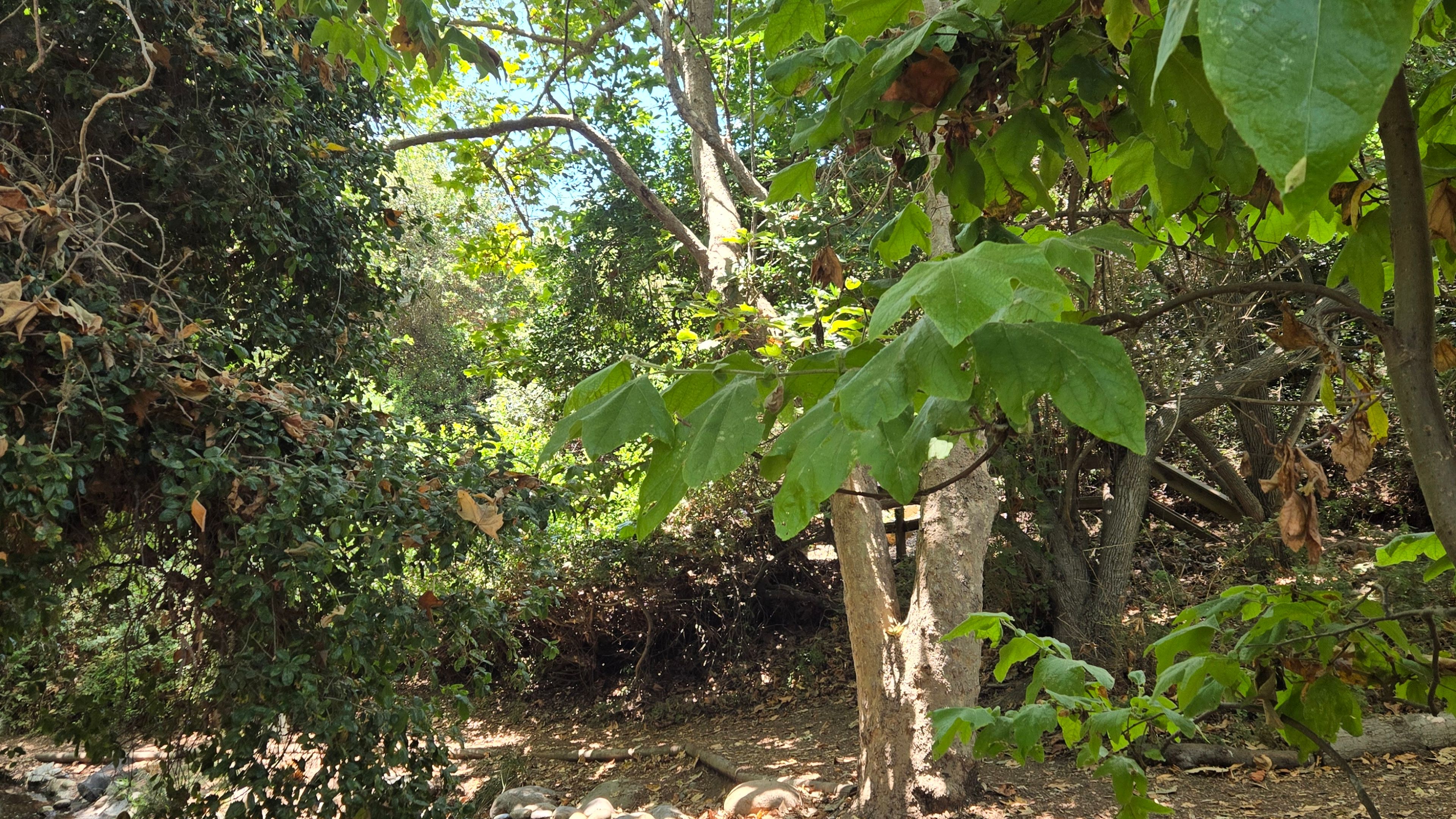 Nature Meditation Walk  - 슬라이드 7