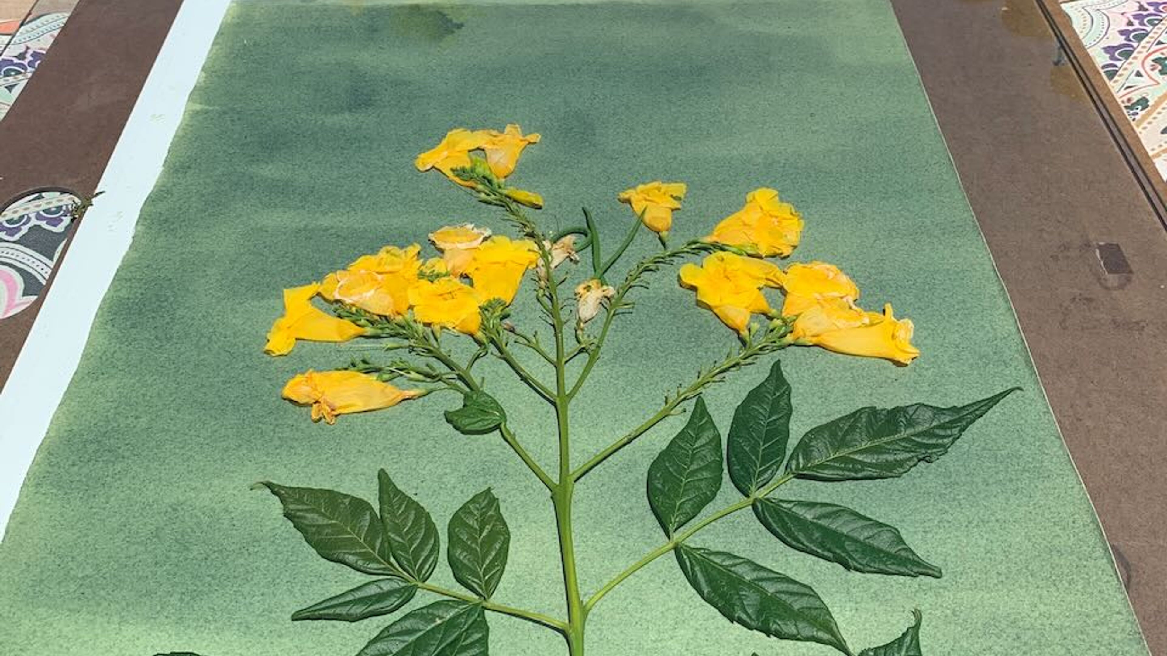 Make Sun prints in the Desert - slide 6