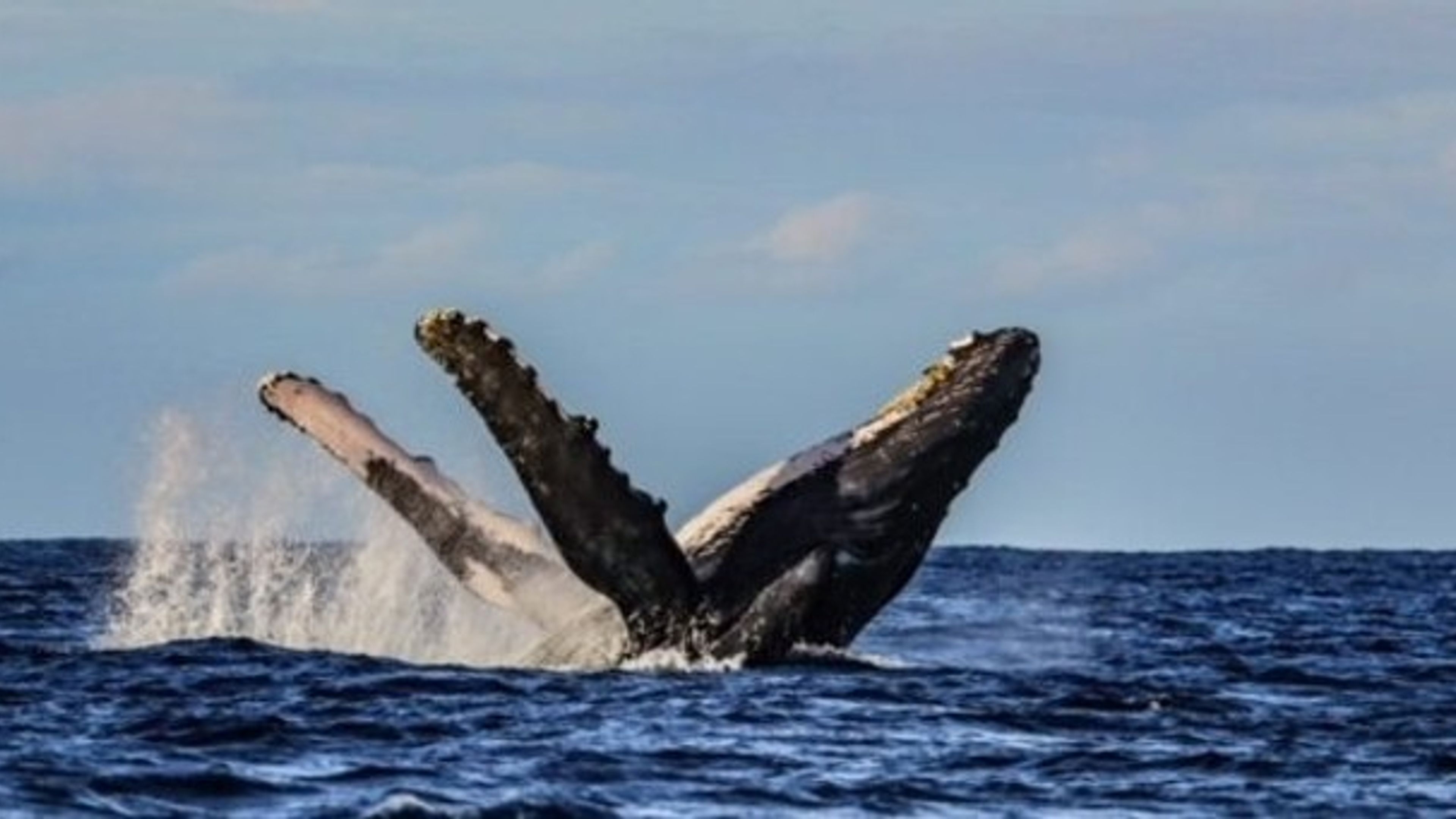 VENTURE Ko Olina Whale Watch + Snorkel - slide 2