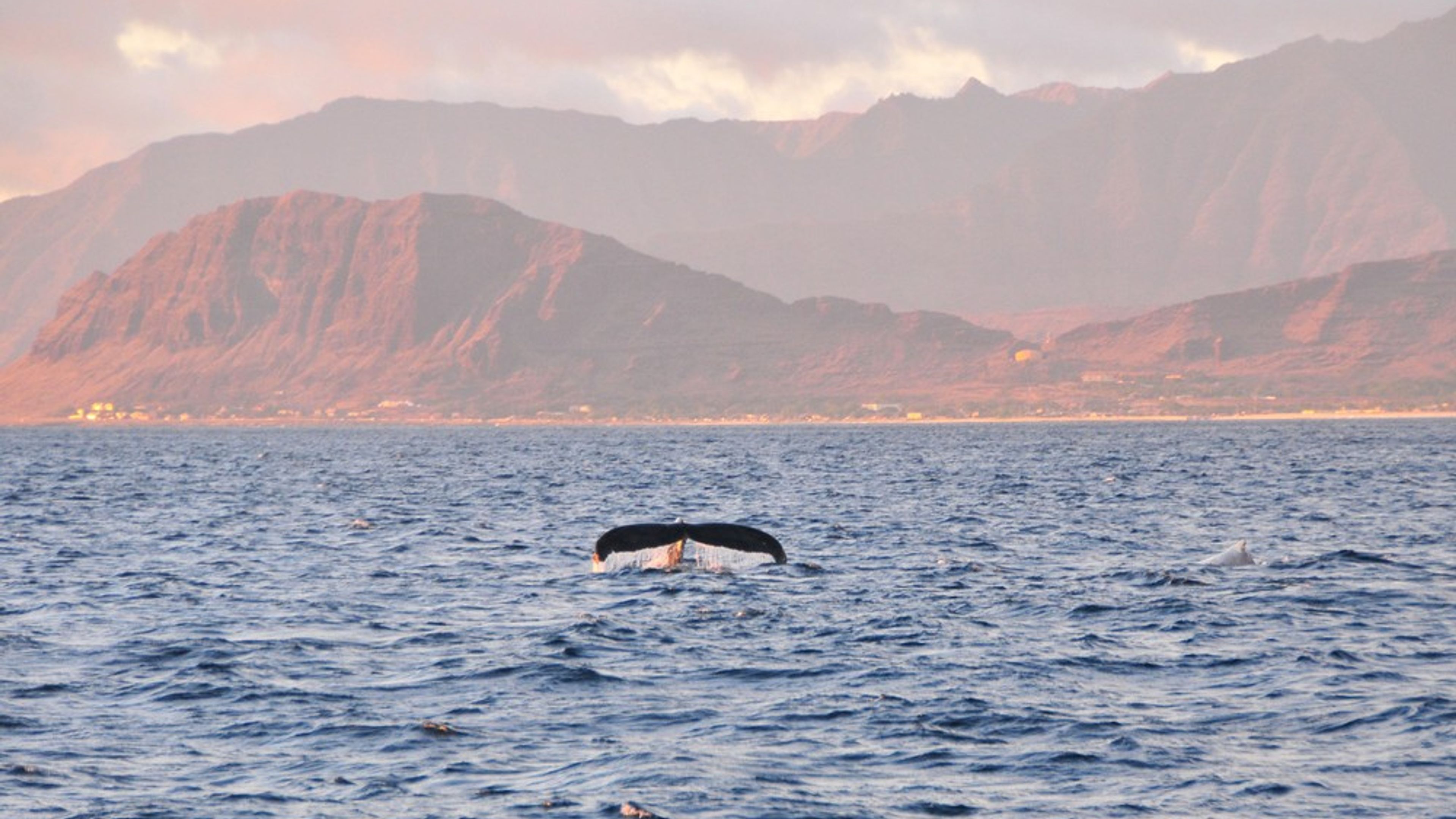 VENTURE Ko Olina Whale Watch - slide 6