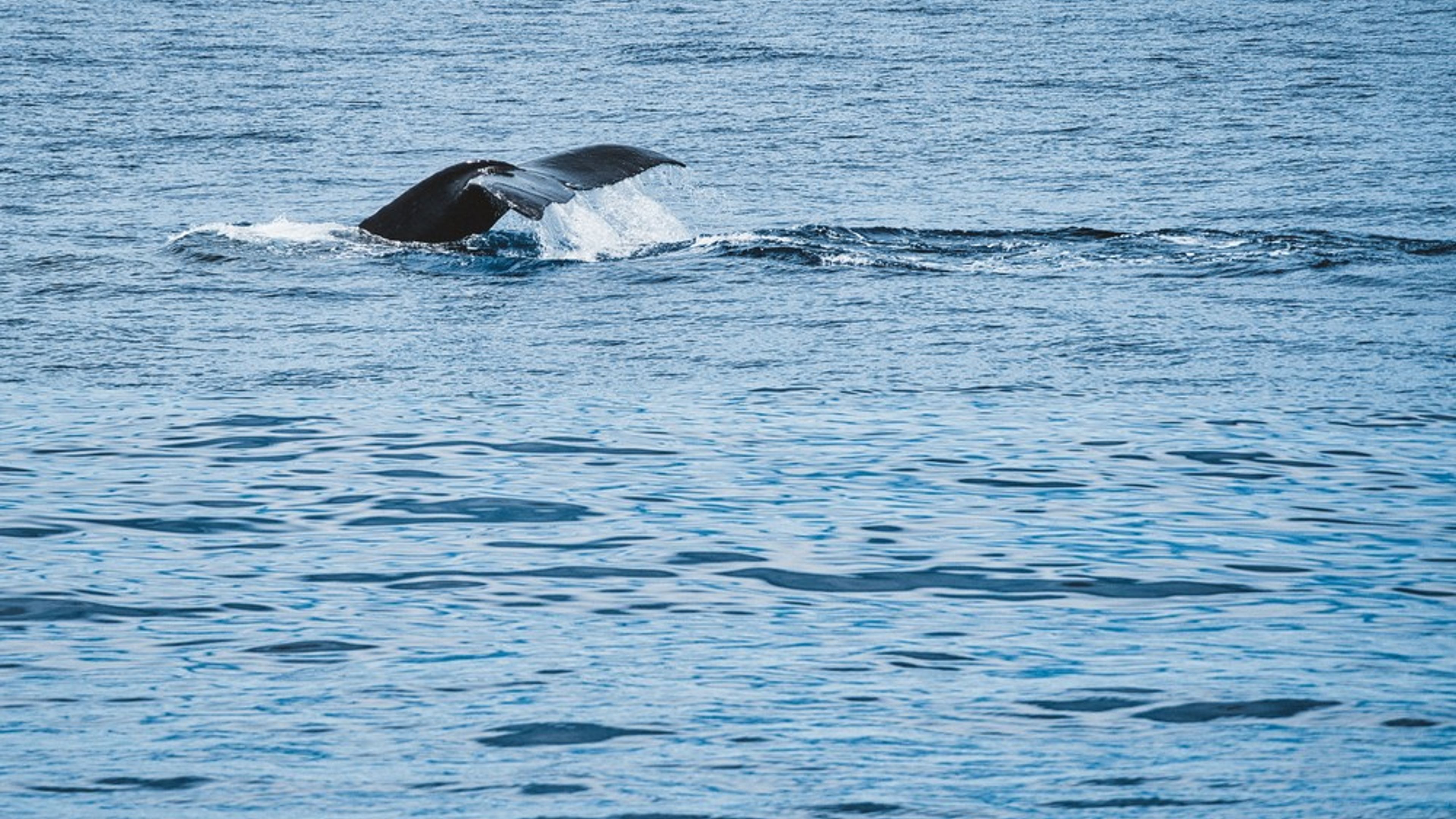 VENTURE Ko Olina Whale Watch - slide 4