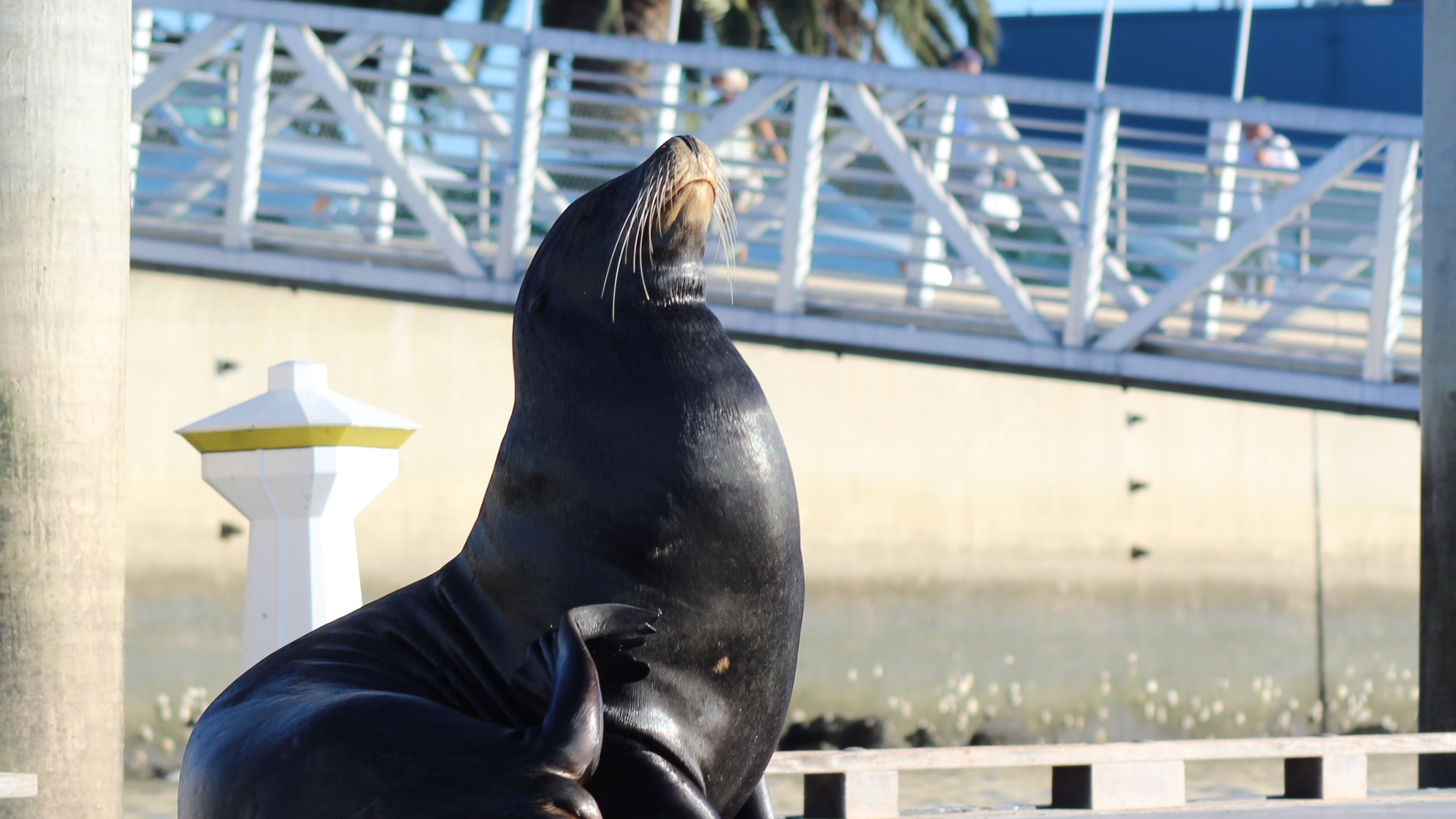 Kayak & Paddle Board Tour with Sea Lions - slide 3