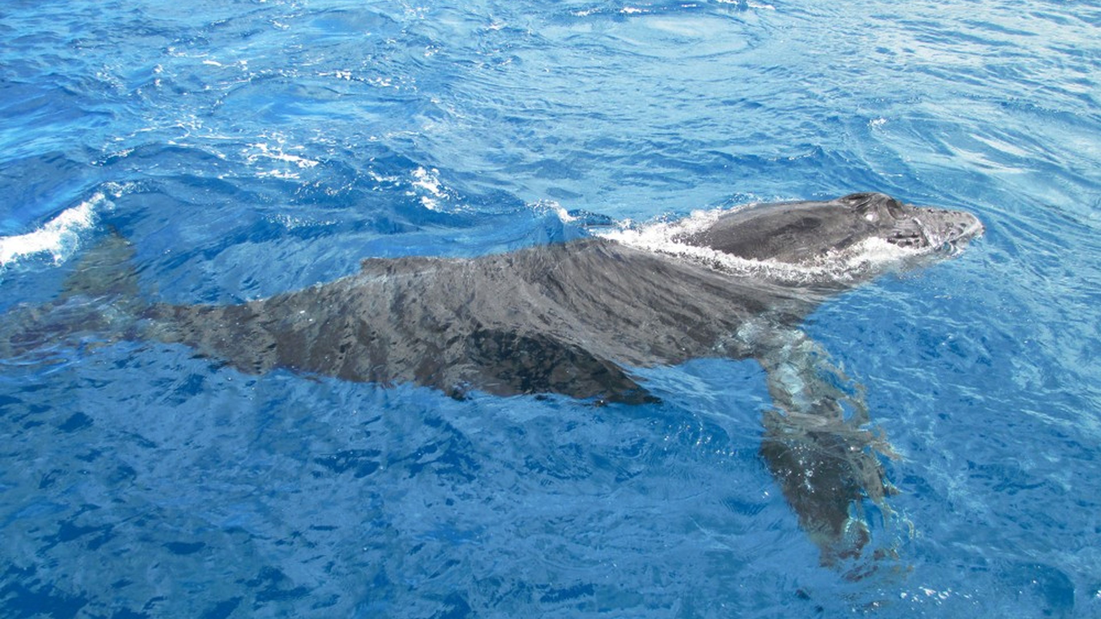 VENTURE Ko Olina Whale Watch - slide 1