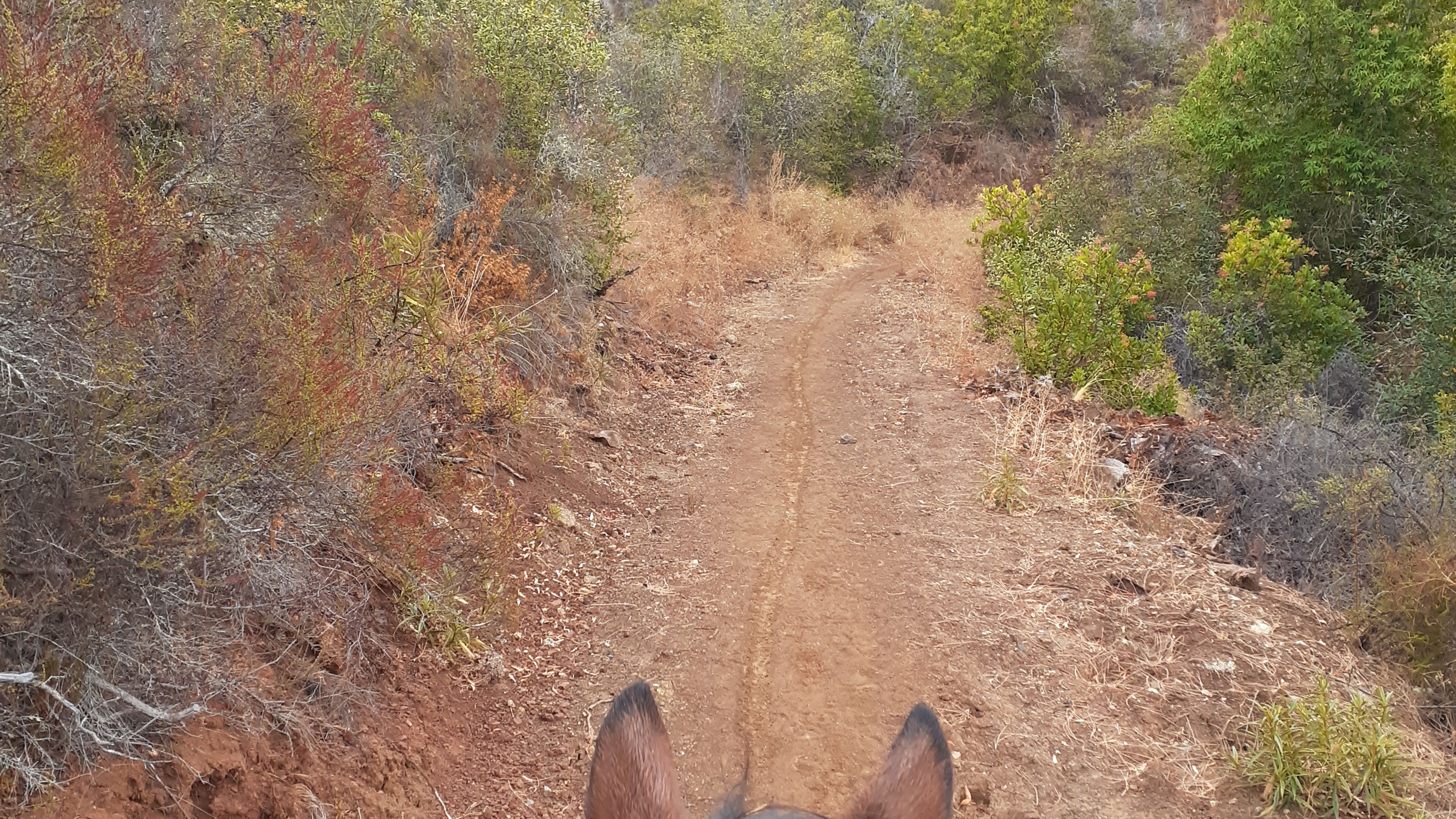 Lake Sonoma Horseback Experience - slide 1