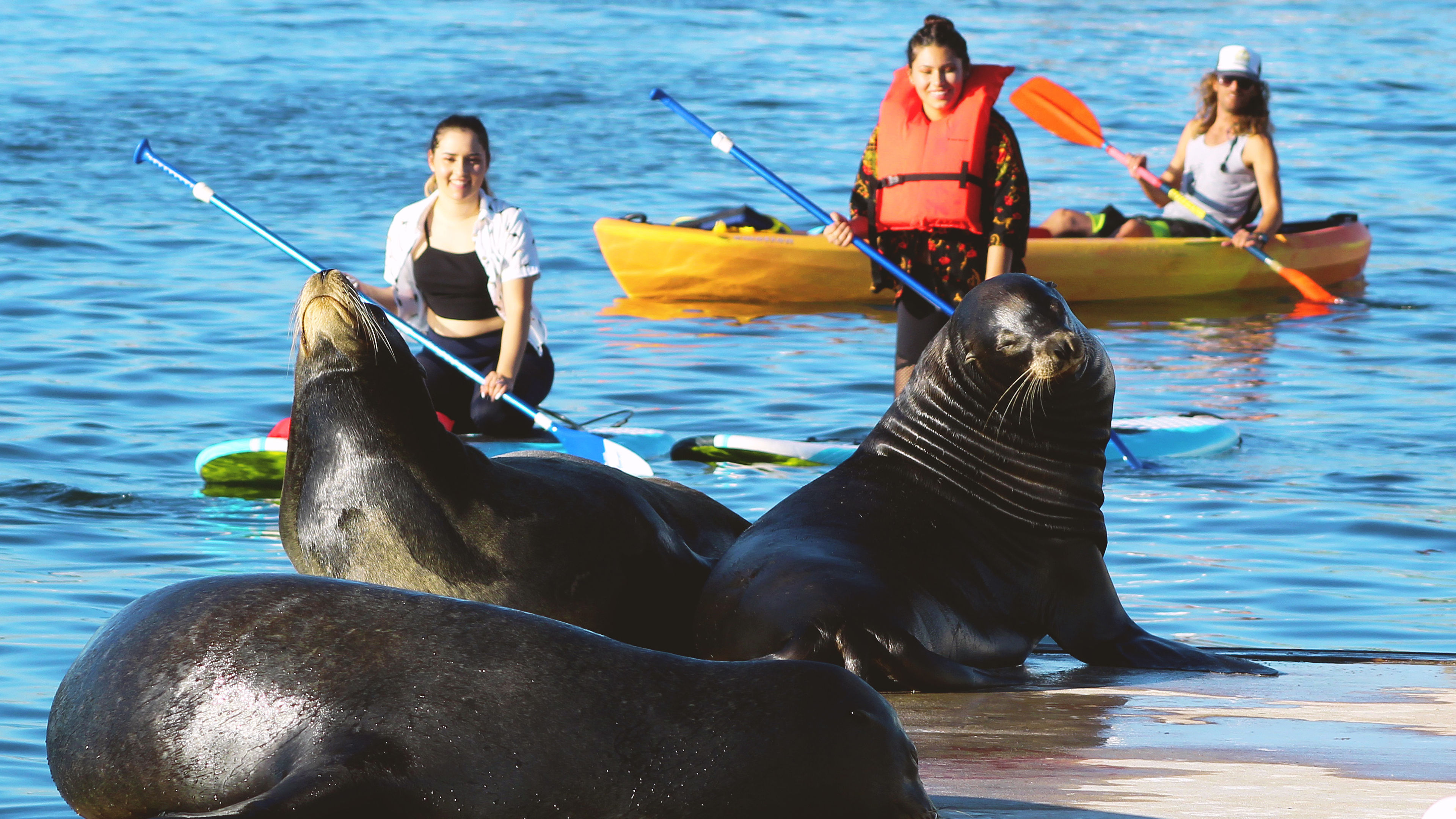 Kayak & Paddle Board Tour with Sea Lions - slide 2
