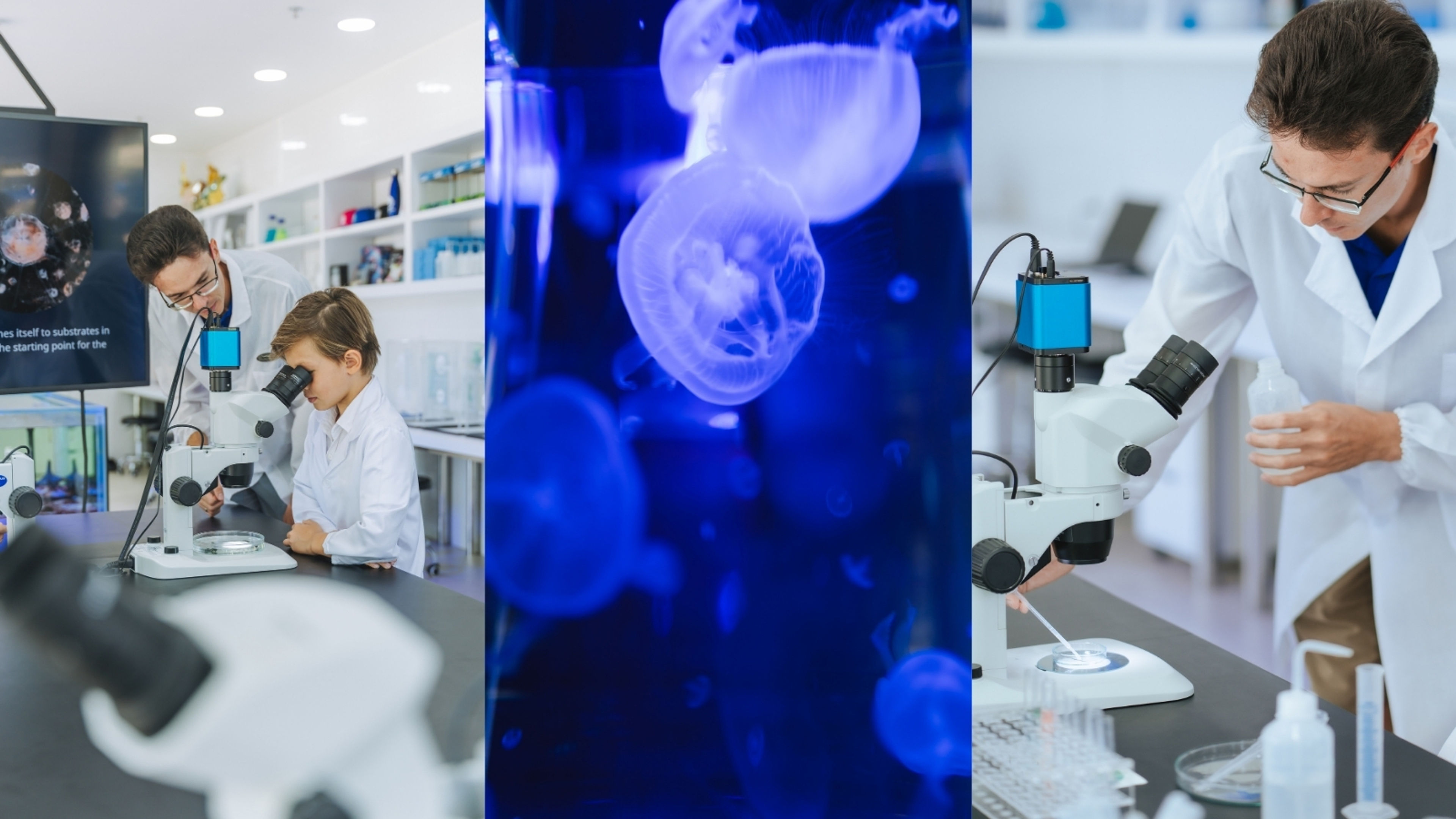 Mysterious Transformation of the Jellyfish
- slide 3