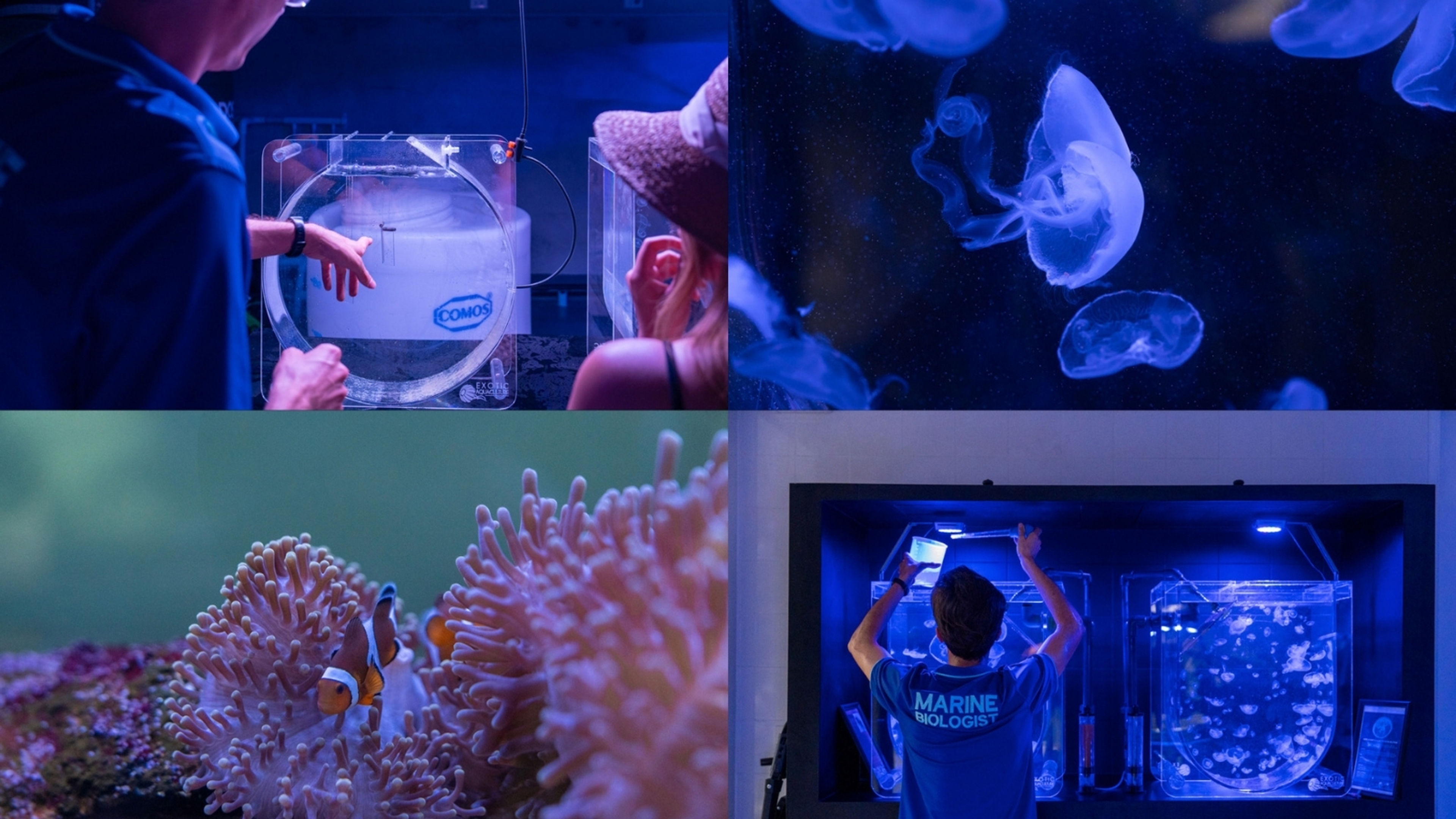 Mysterious Transformation of the Jellyfish
- slide 2