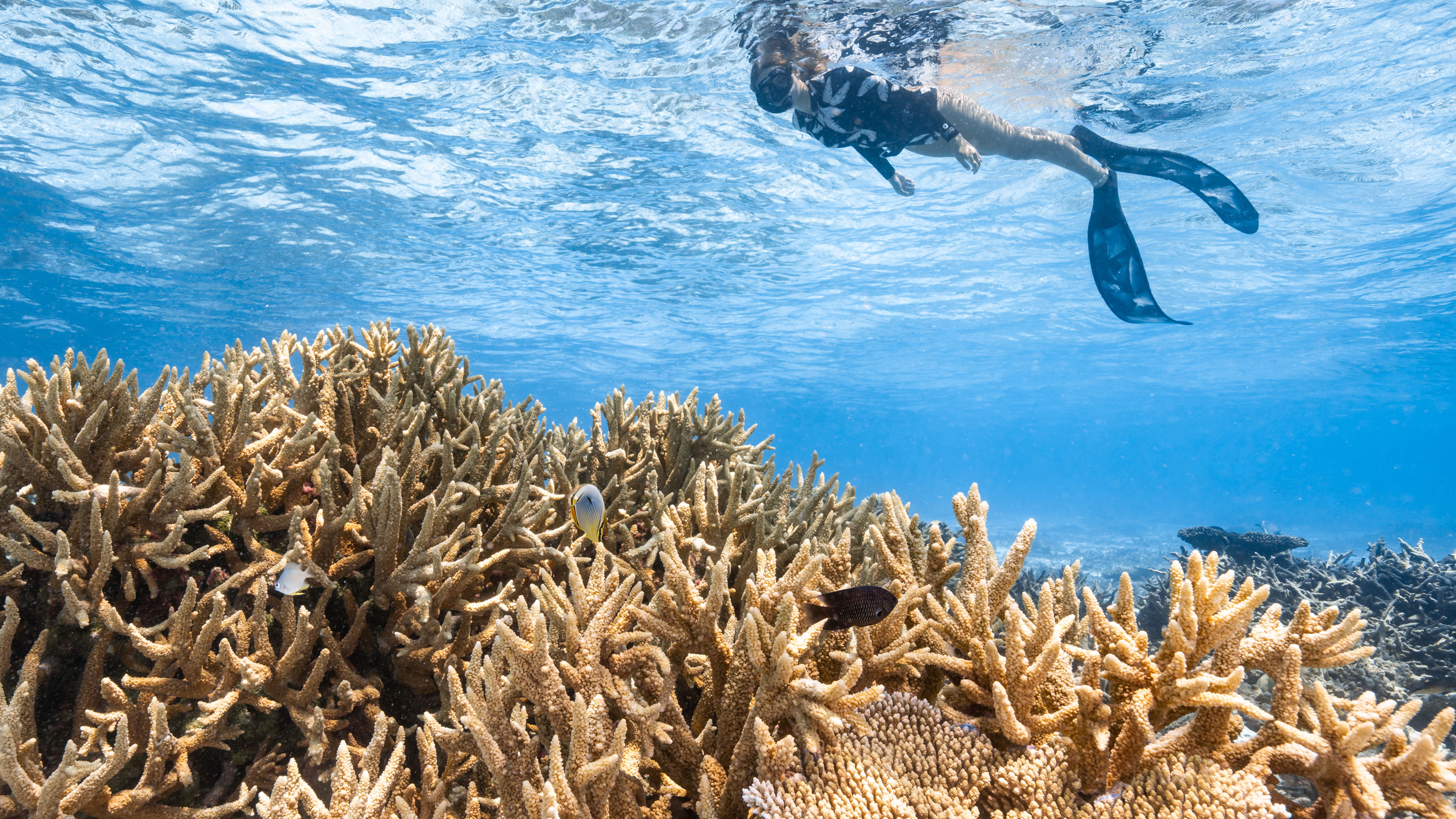 有意义的浮潜体验 - 滑动 1