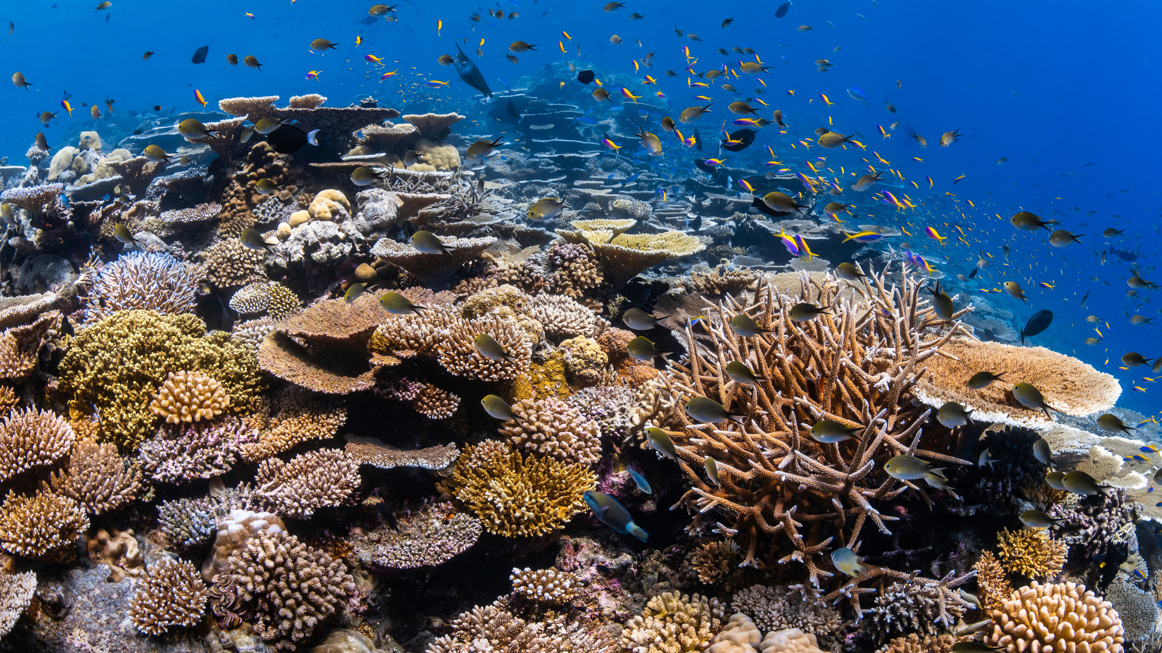 House Reef Guided Snorkeling  - 슬라이드 2