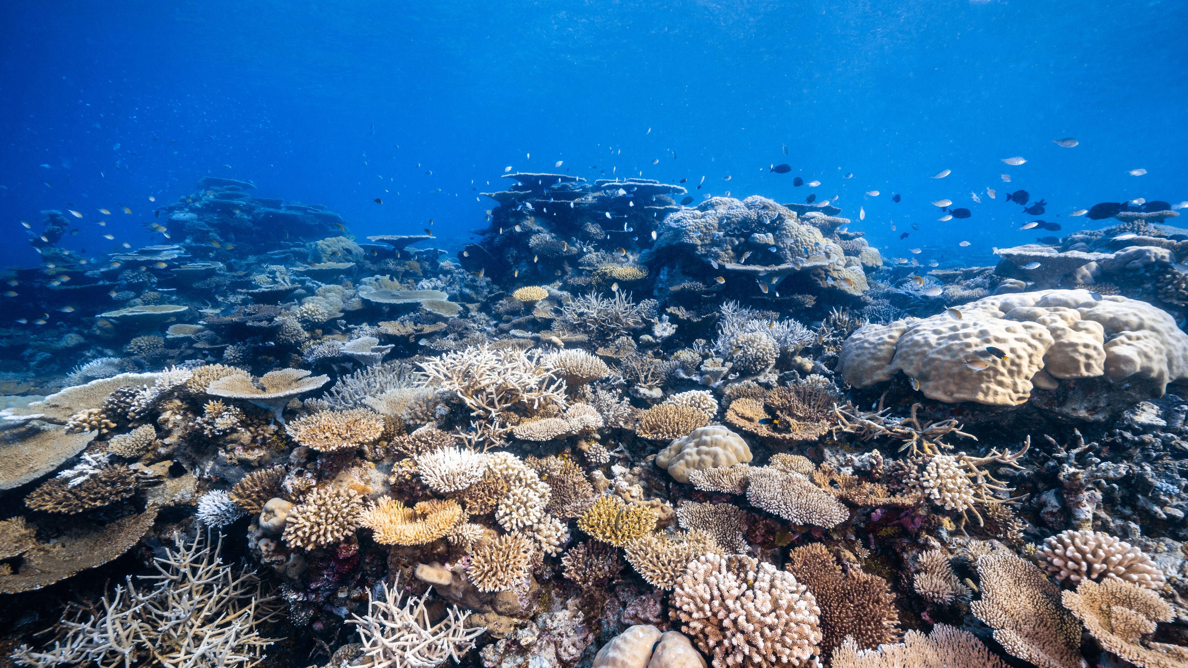 与海洋生物学家共赏珊瑚礁探索讲座 - 滑动 1