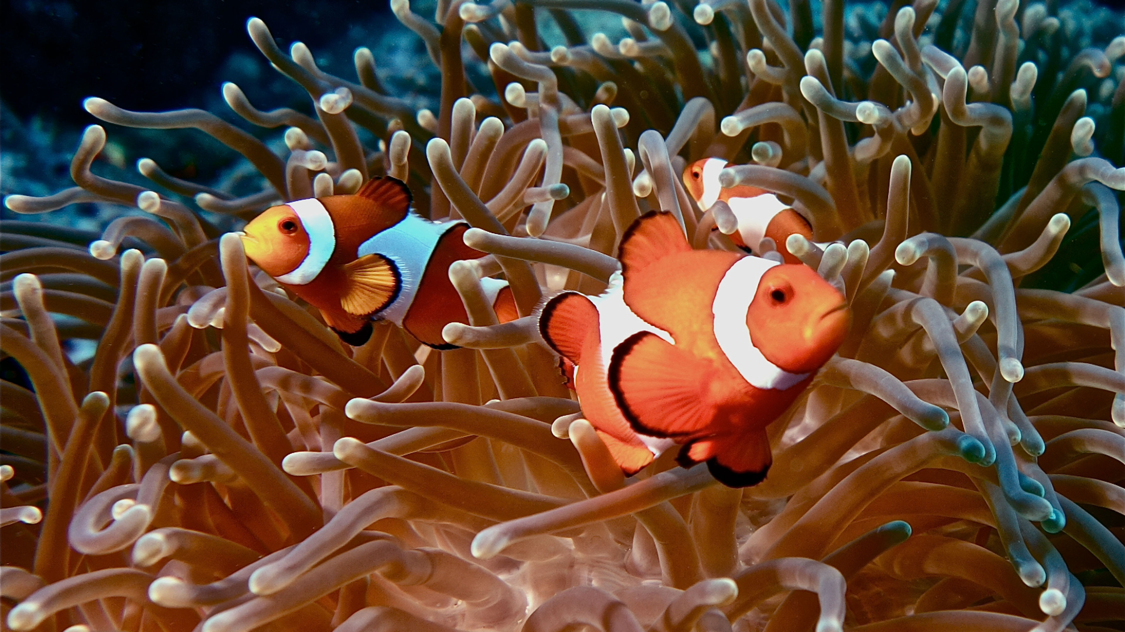 Snorkeling - deslizar 1