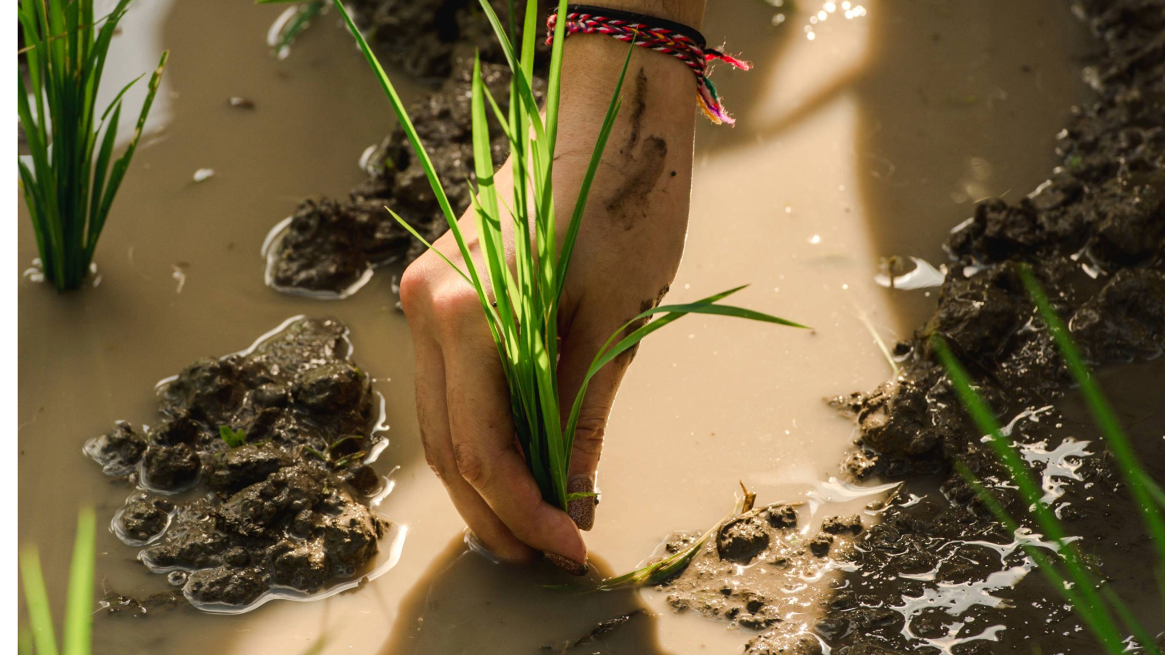 Hands on Planting - slide 7