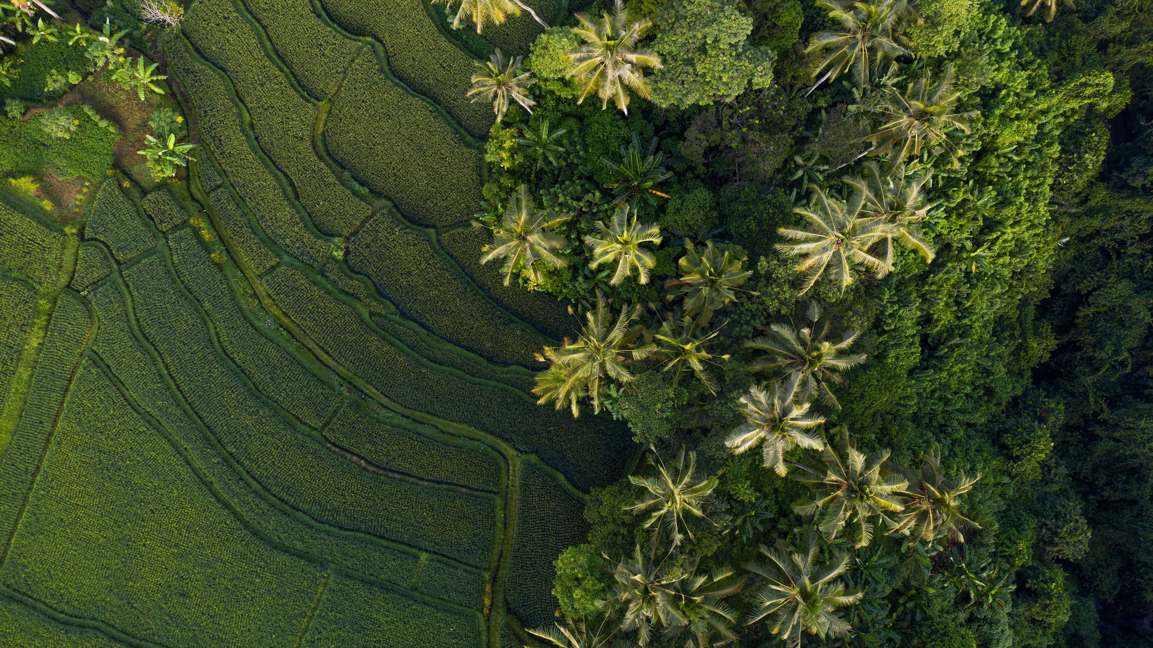 Ubud Experience - deslizar 1