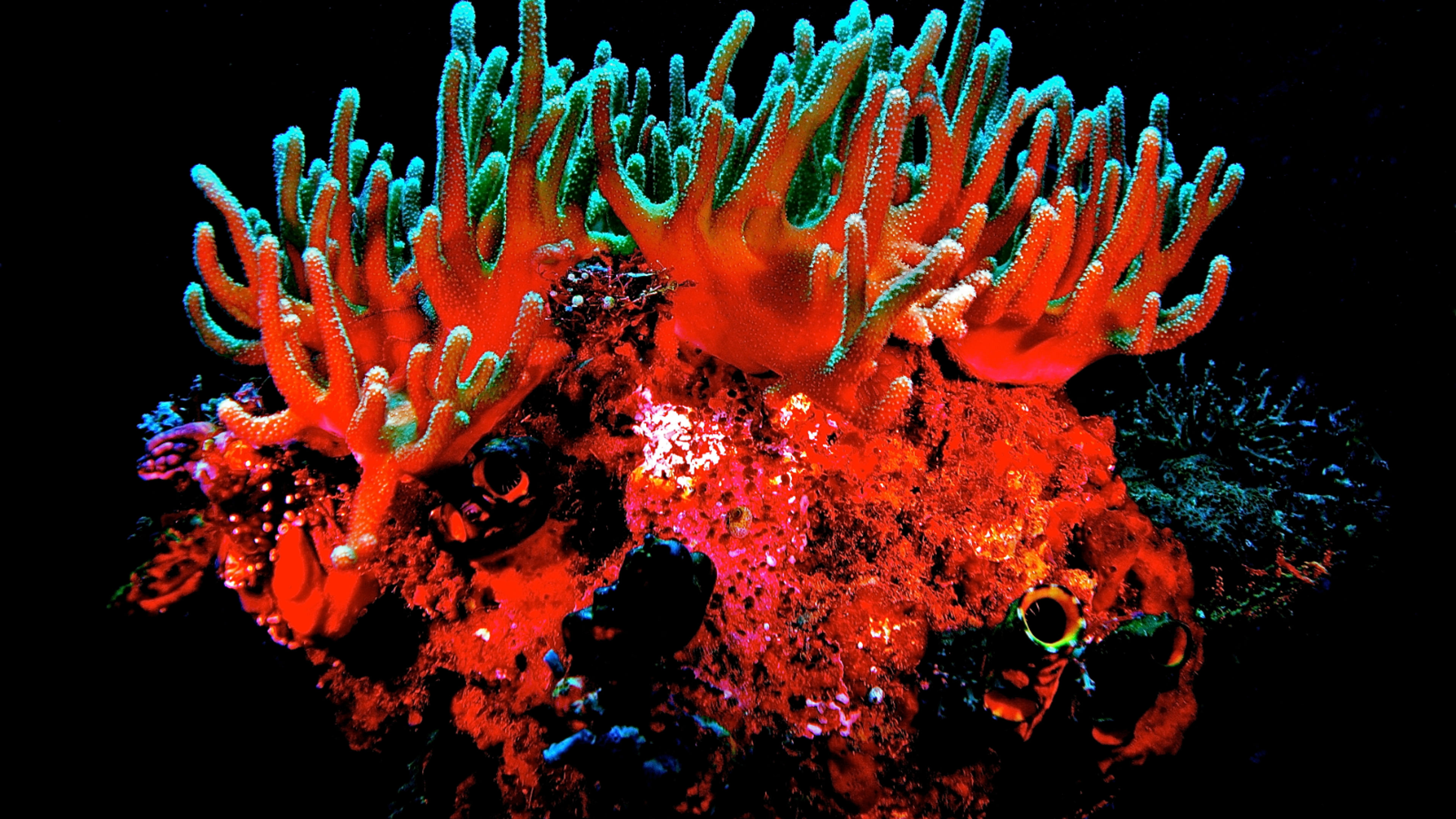 Snorkeling - deslizar 7