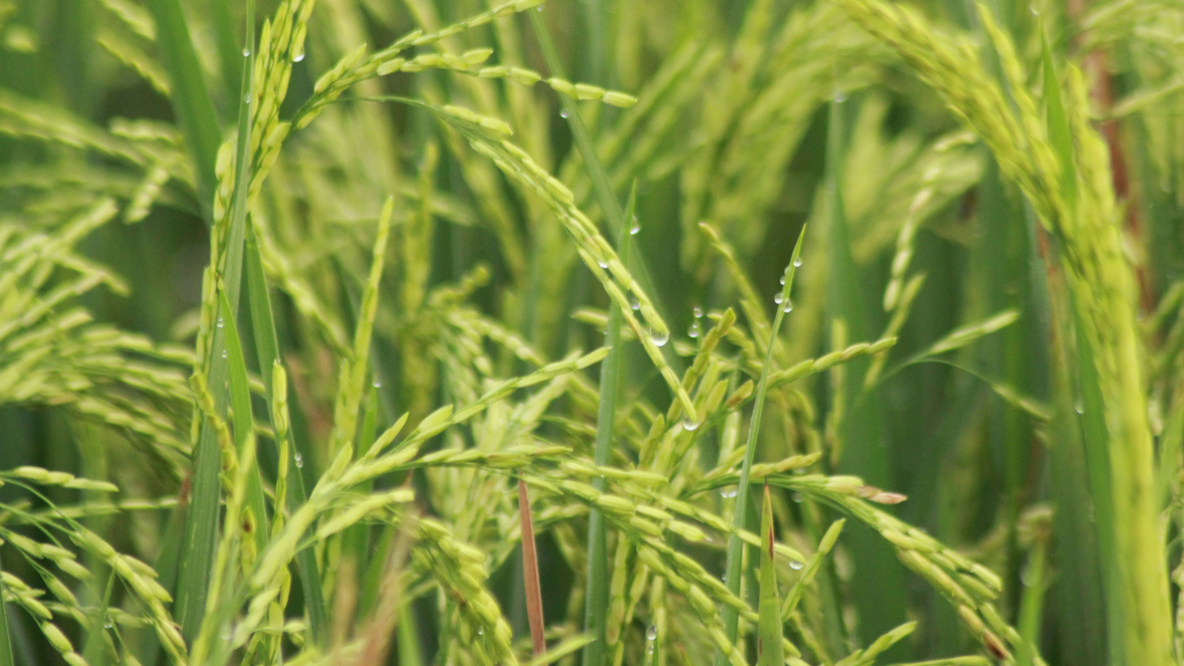 Plantations & Paddy Trek - 滑动 1