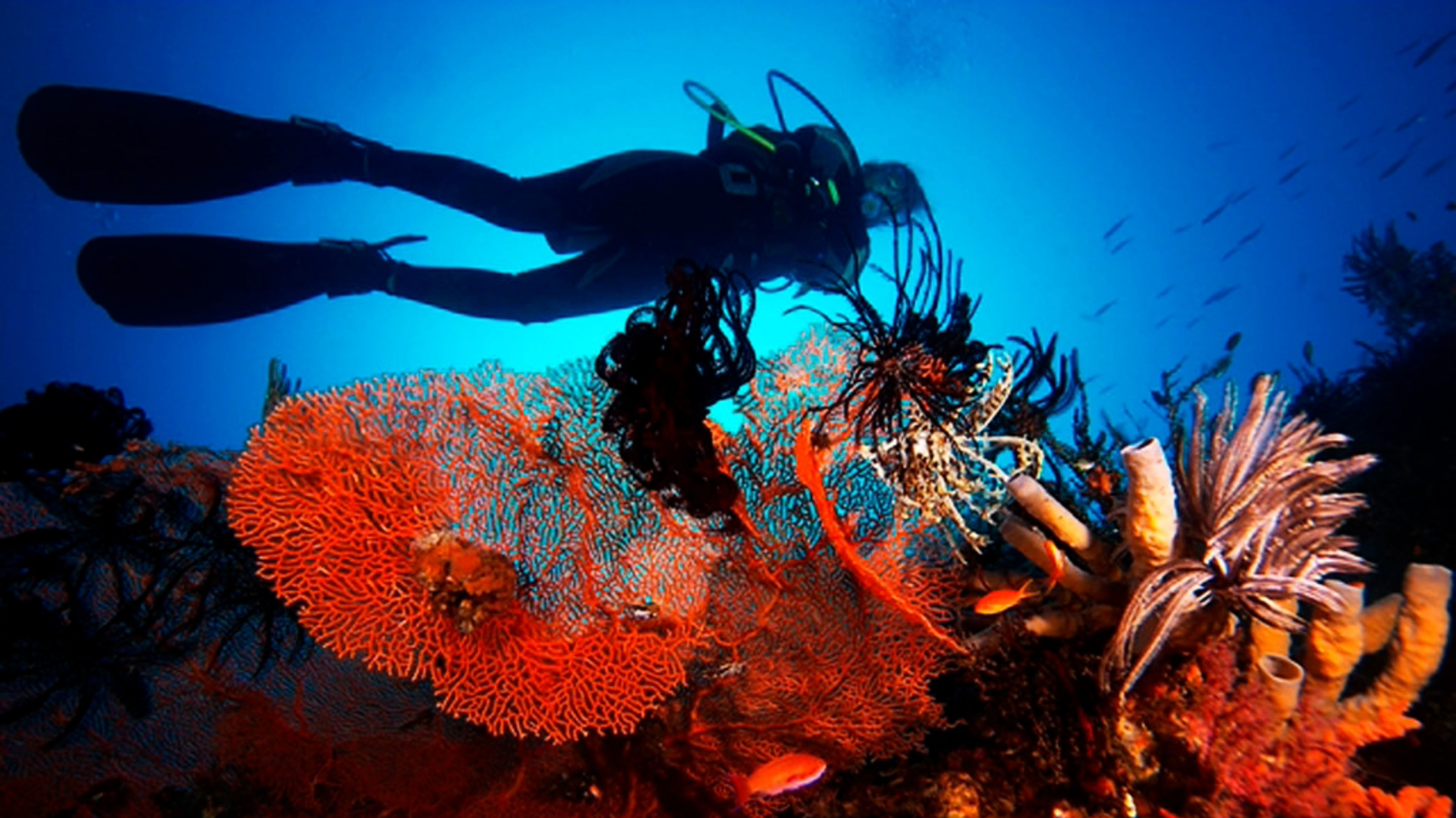 Snorkeling - deslizar 10