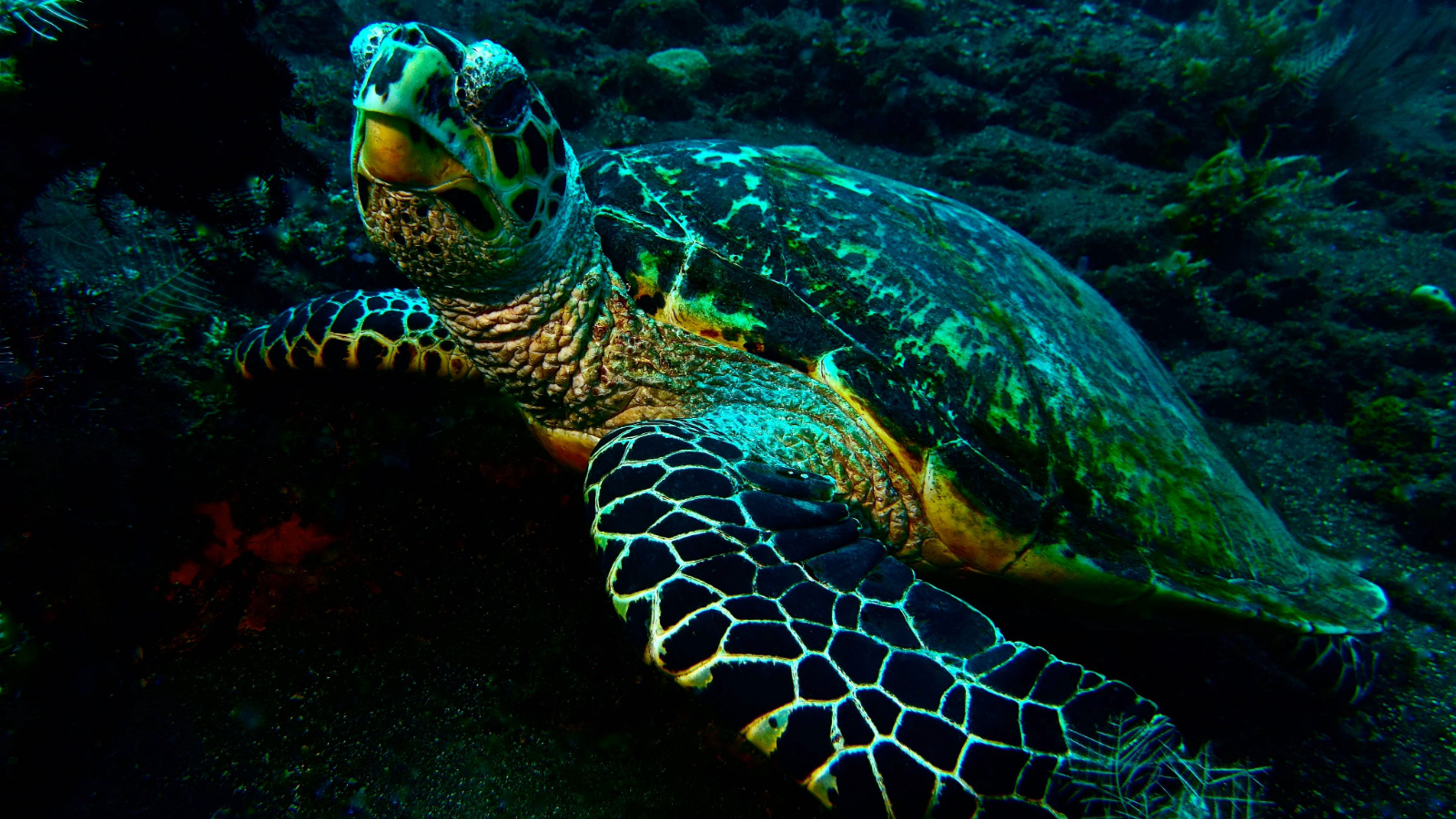 Snorkeling - deslizar 6