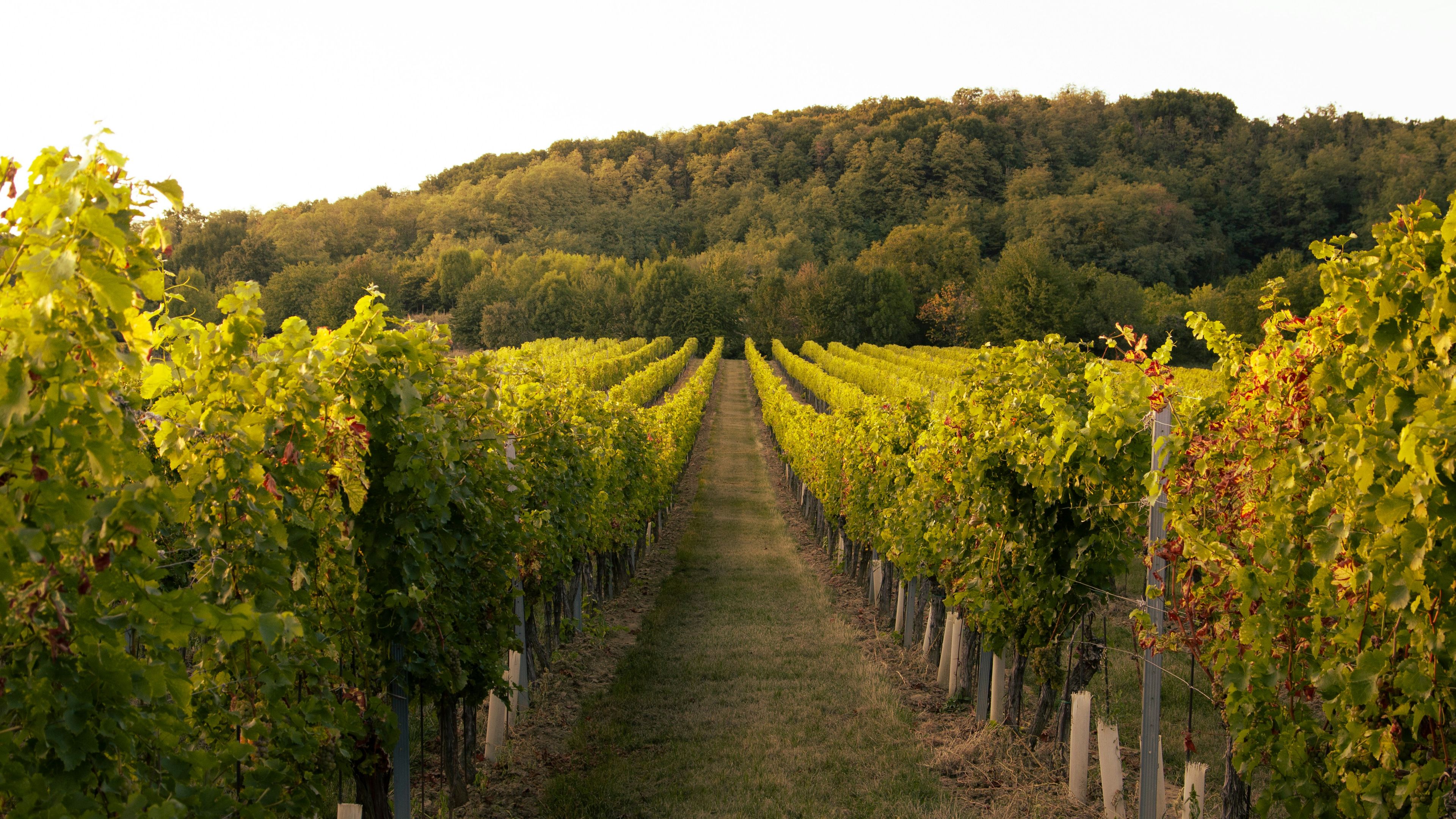 Winery Tours (Day Trip) - slide 1