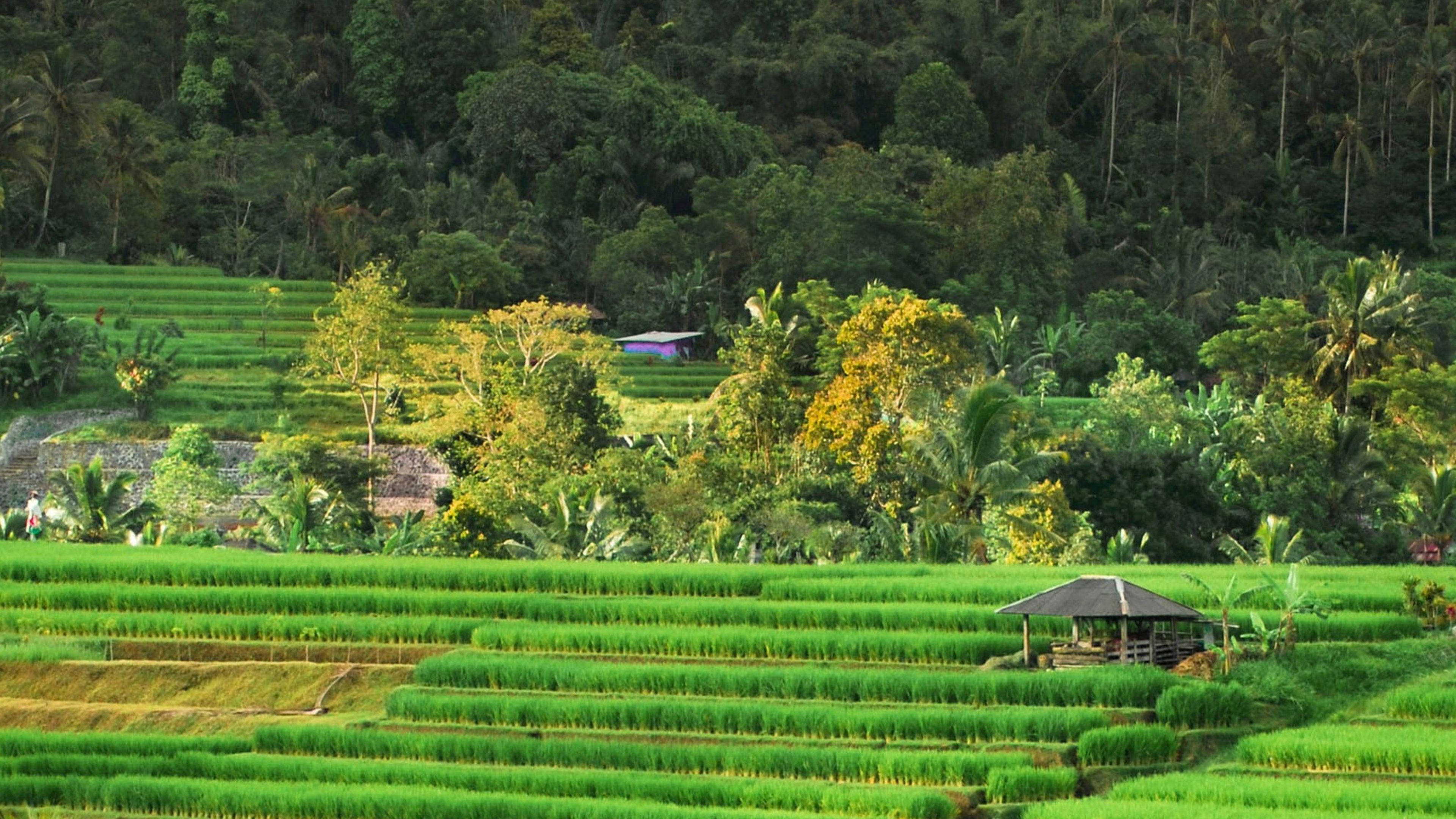 Hillside Adventure - 滑动 1