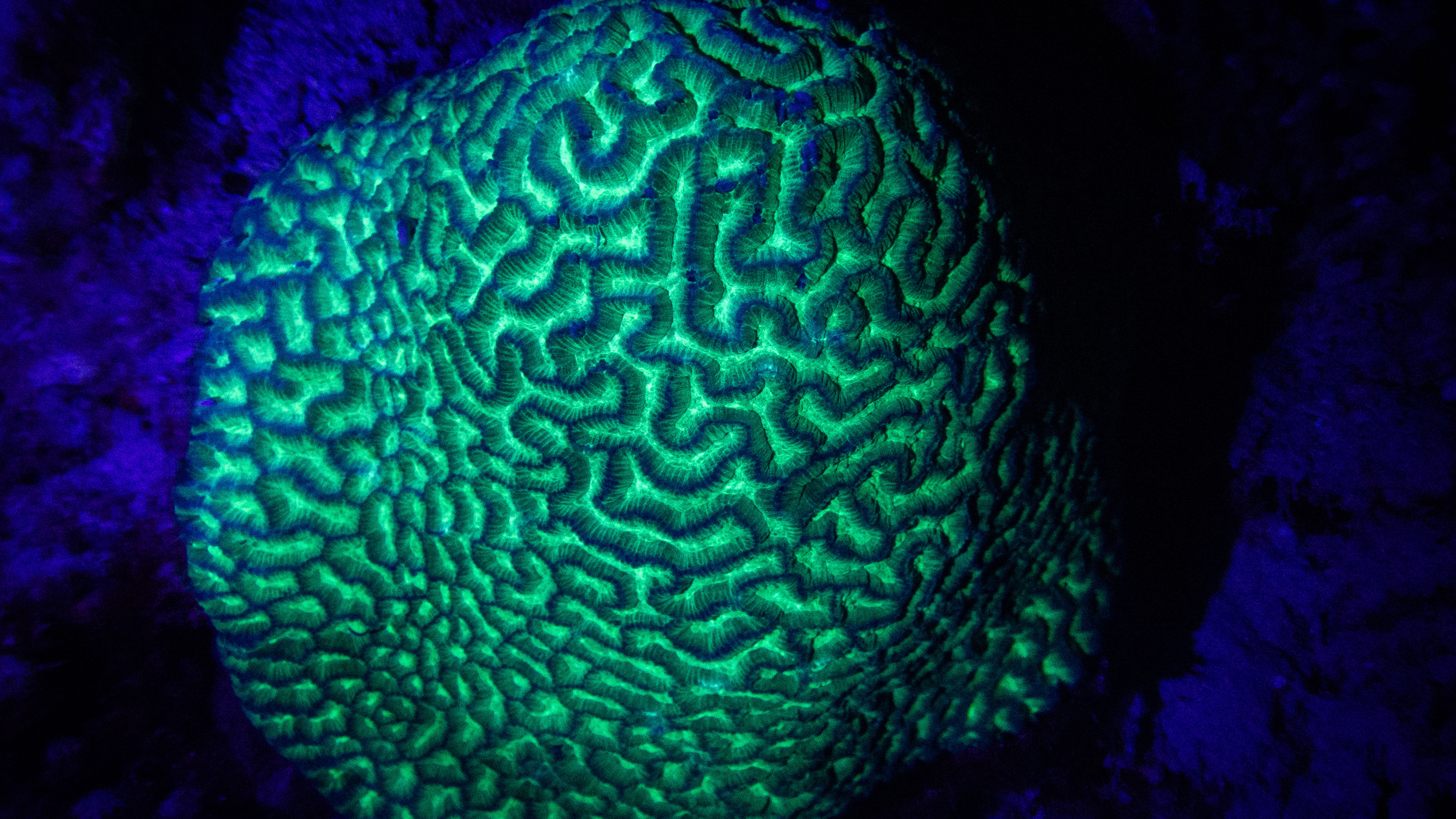 Boat Night Snorkeling - slide 1