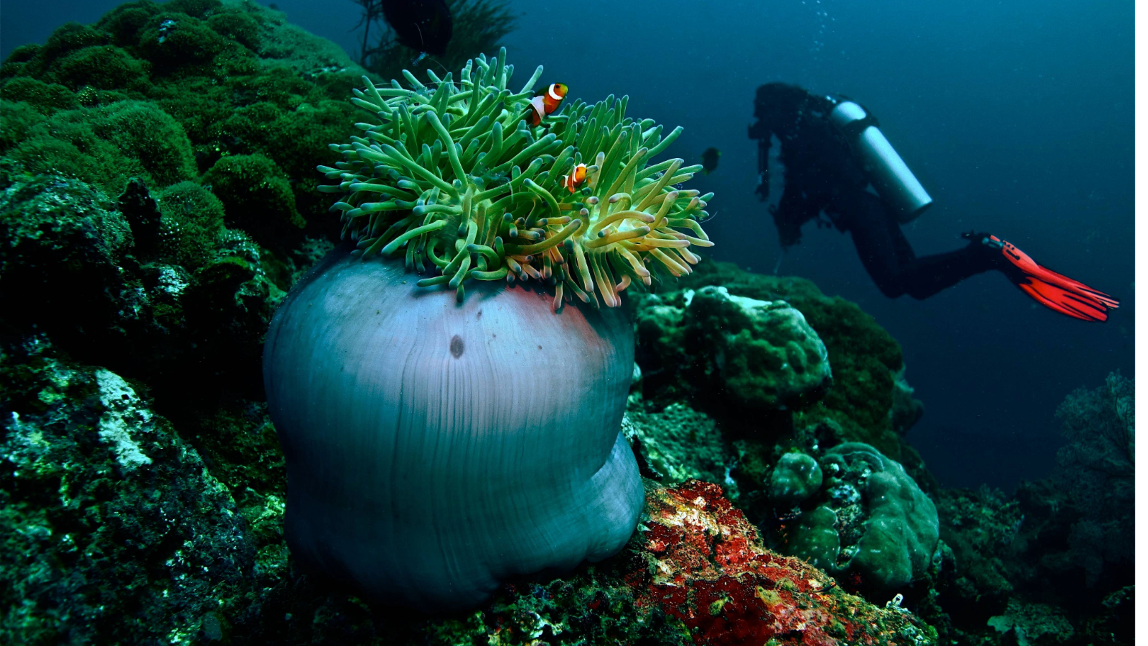 Snorkeling - deslizar 8