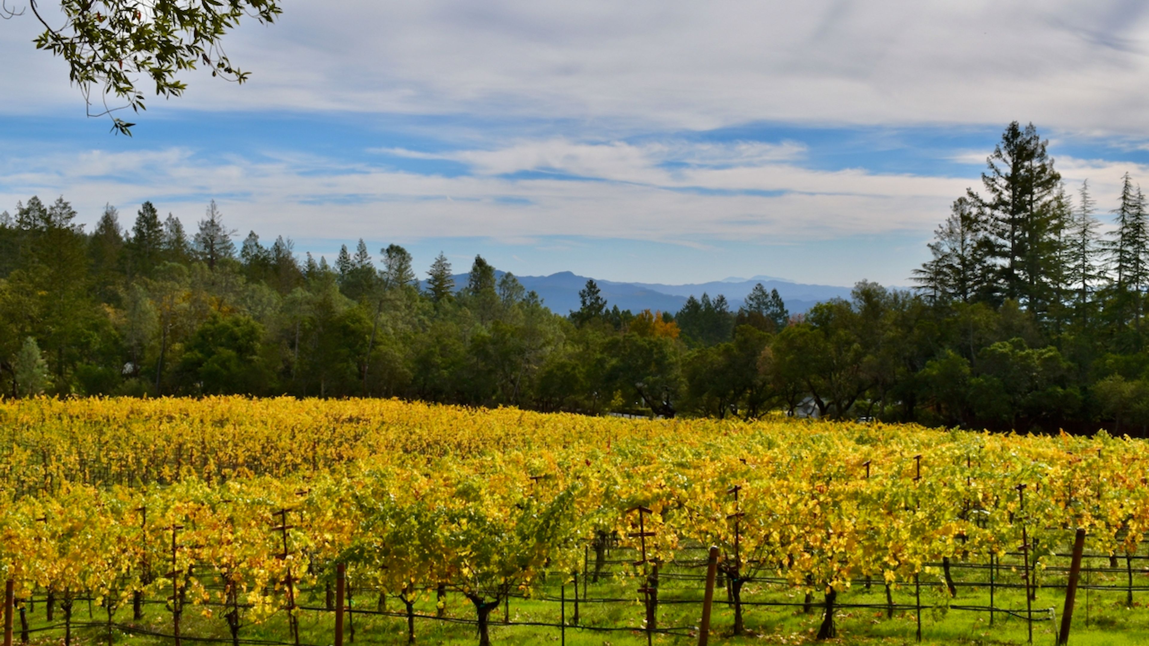 Private Napa | Sonoma Hiking Adventure Tours - Folie 12