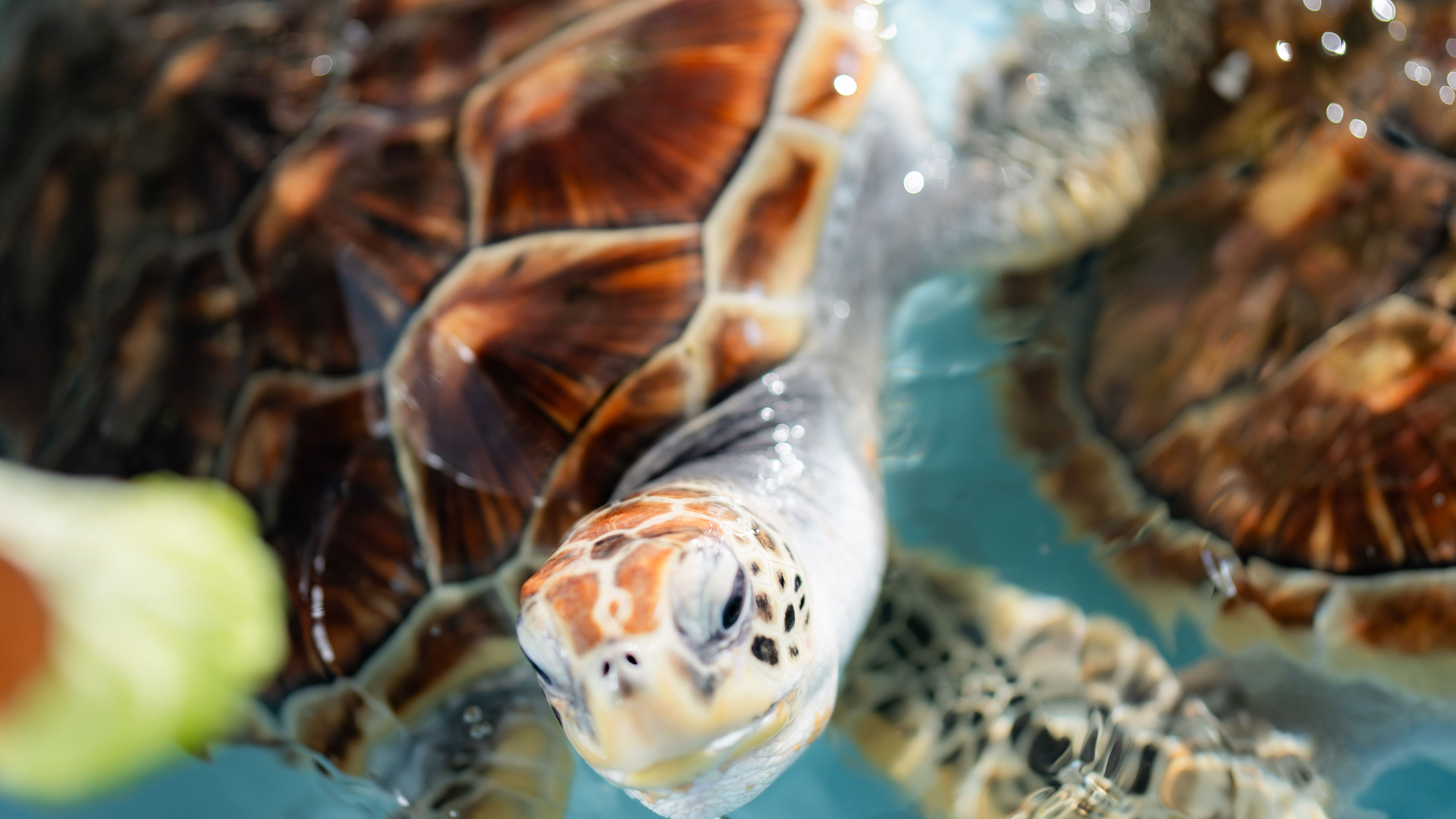 Turtle Feeding Experience - slide 2