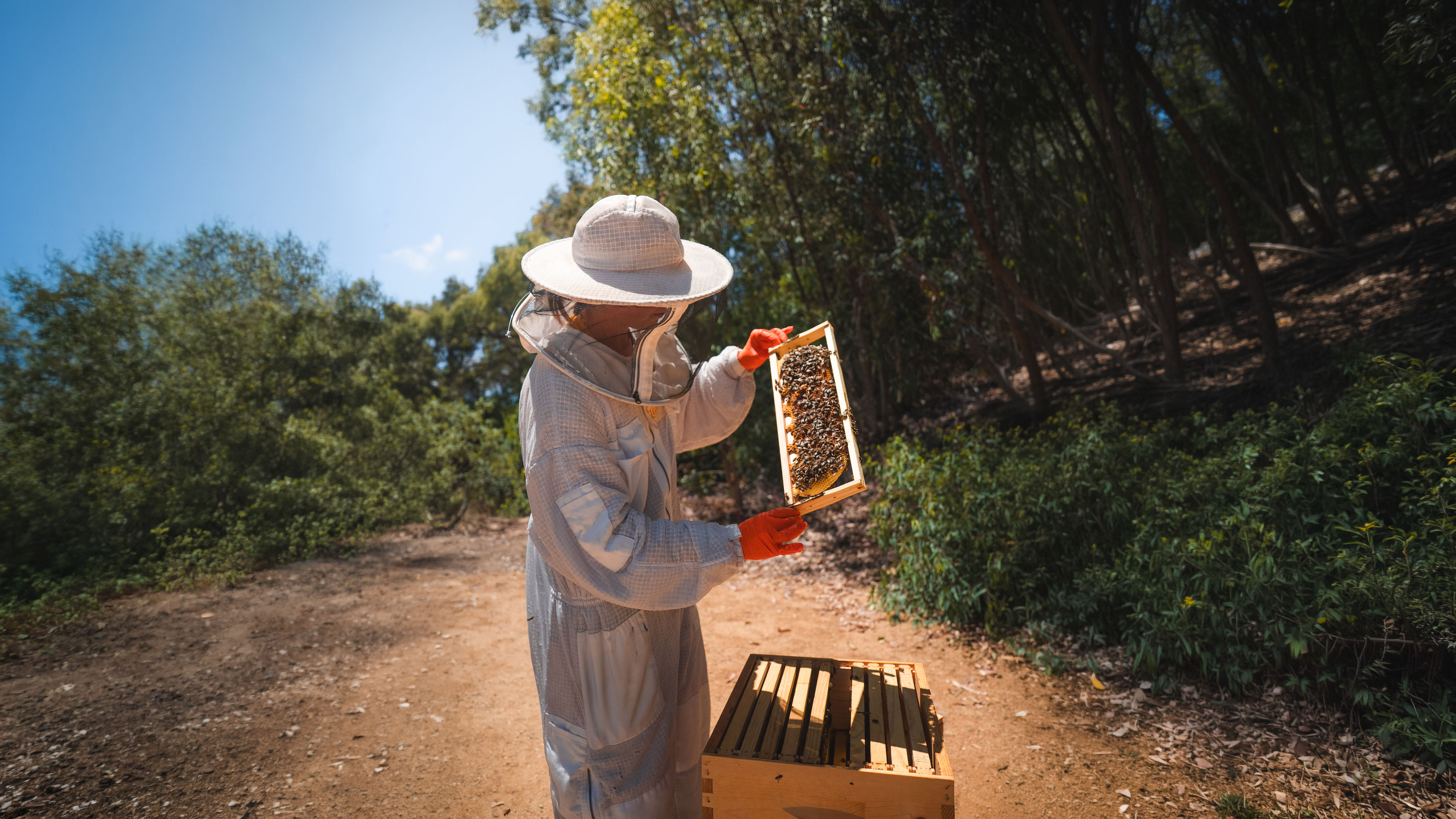Inside the Hive: Beekeeping Experience - slide 1