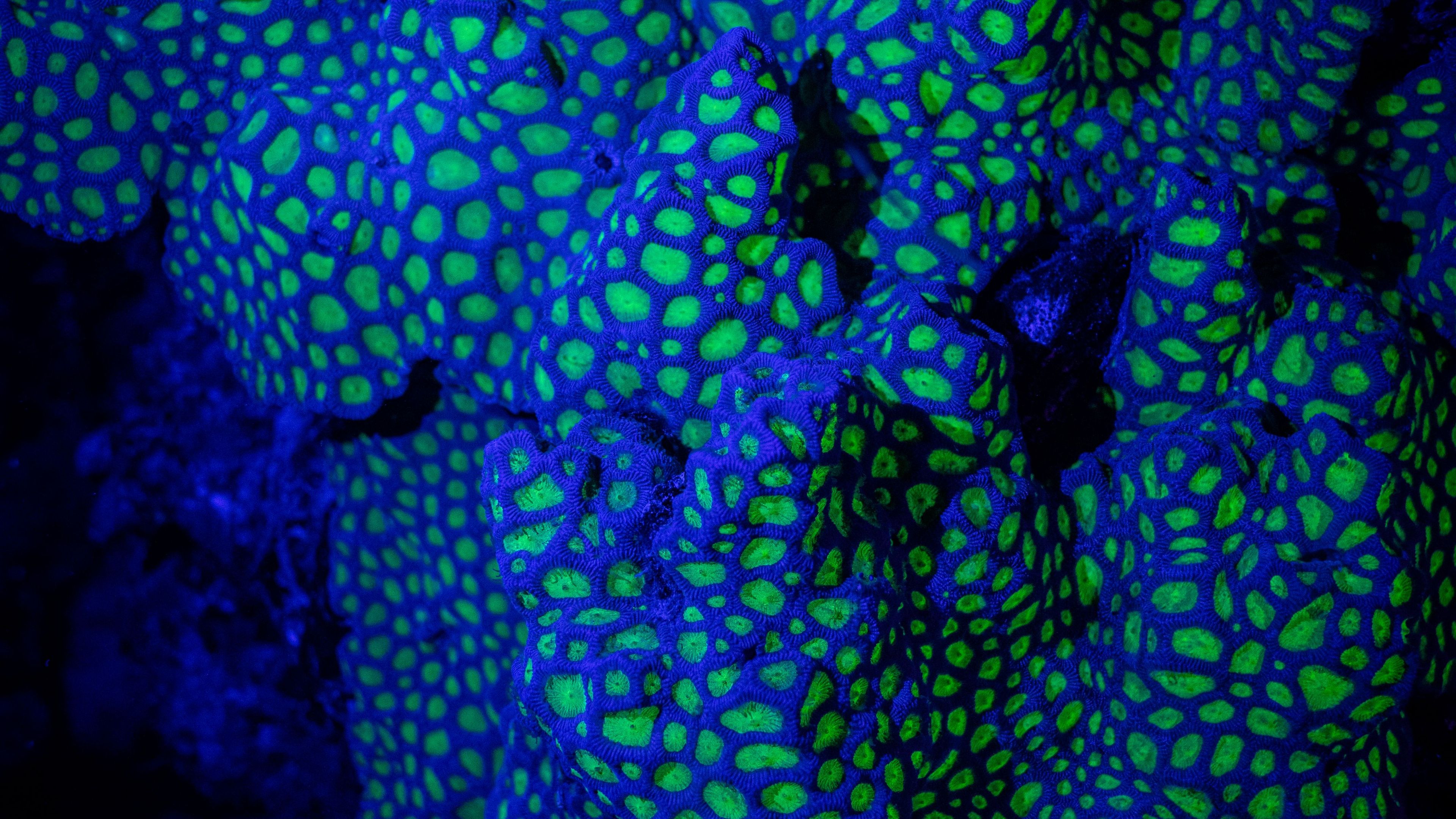 House Reef Night Snorkeling - deslizar 2