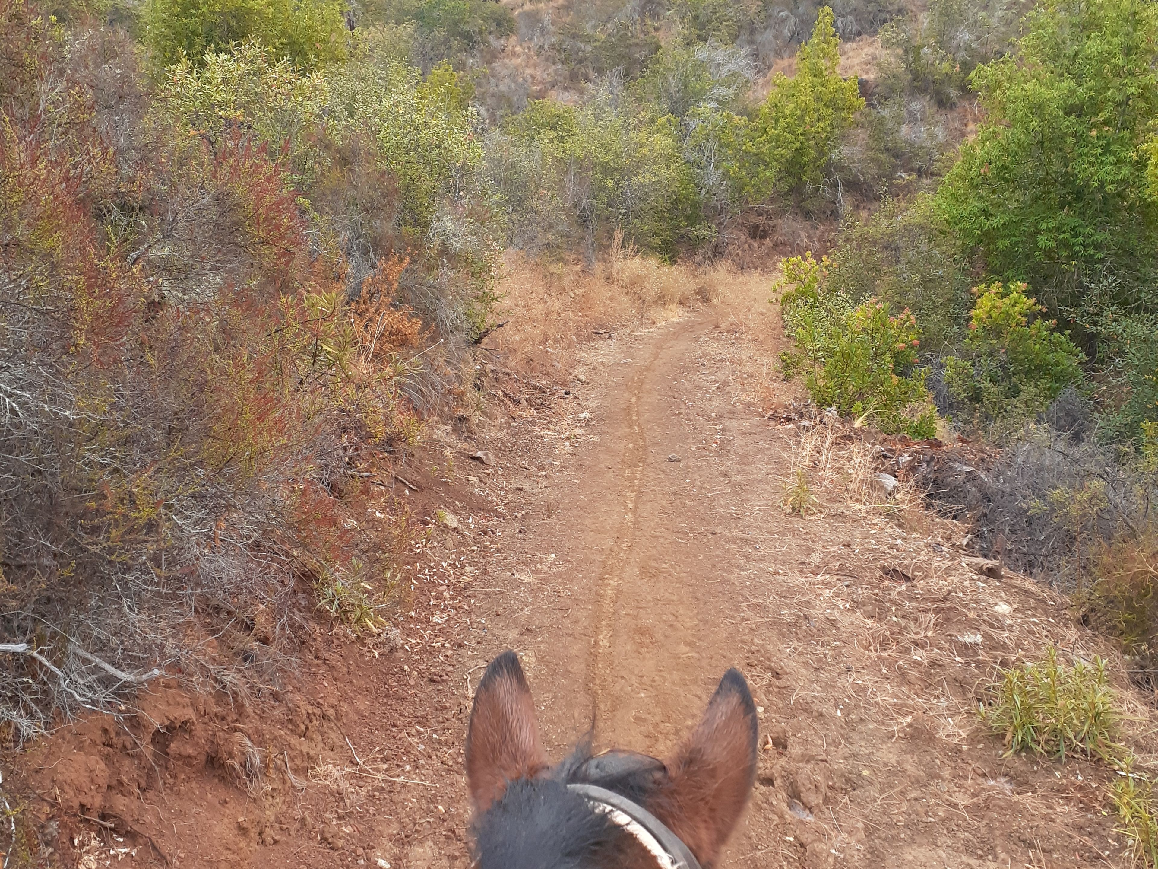 Lake Sonoma Horseback Experience
