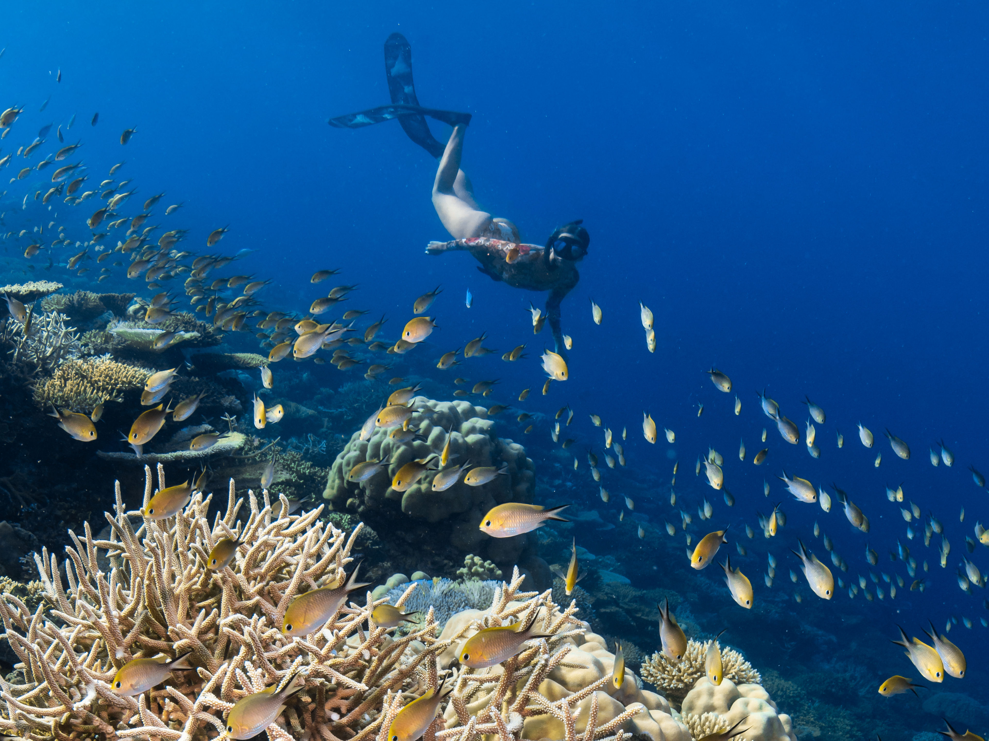 Off-Island Reef Exploration