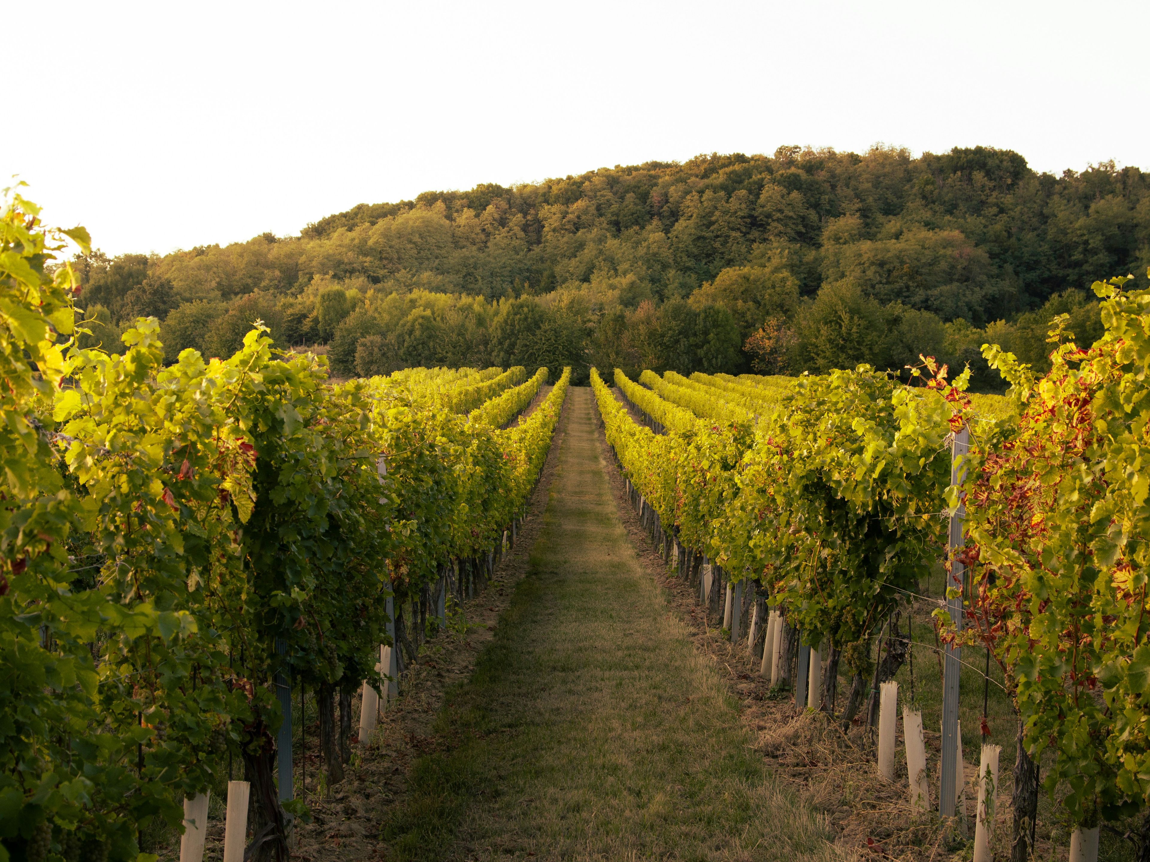 Winery Tours (Day Trip)