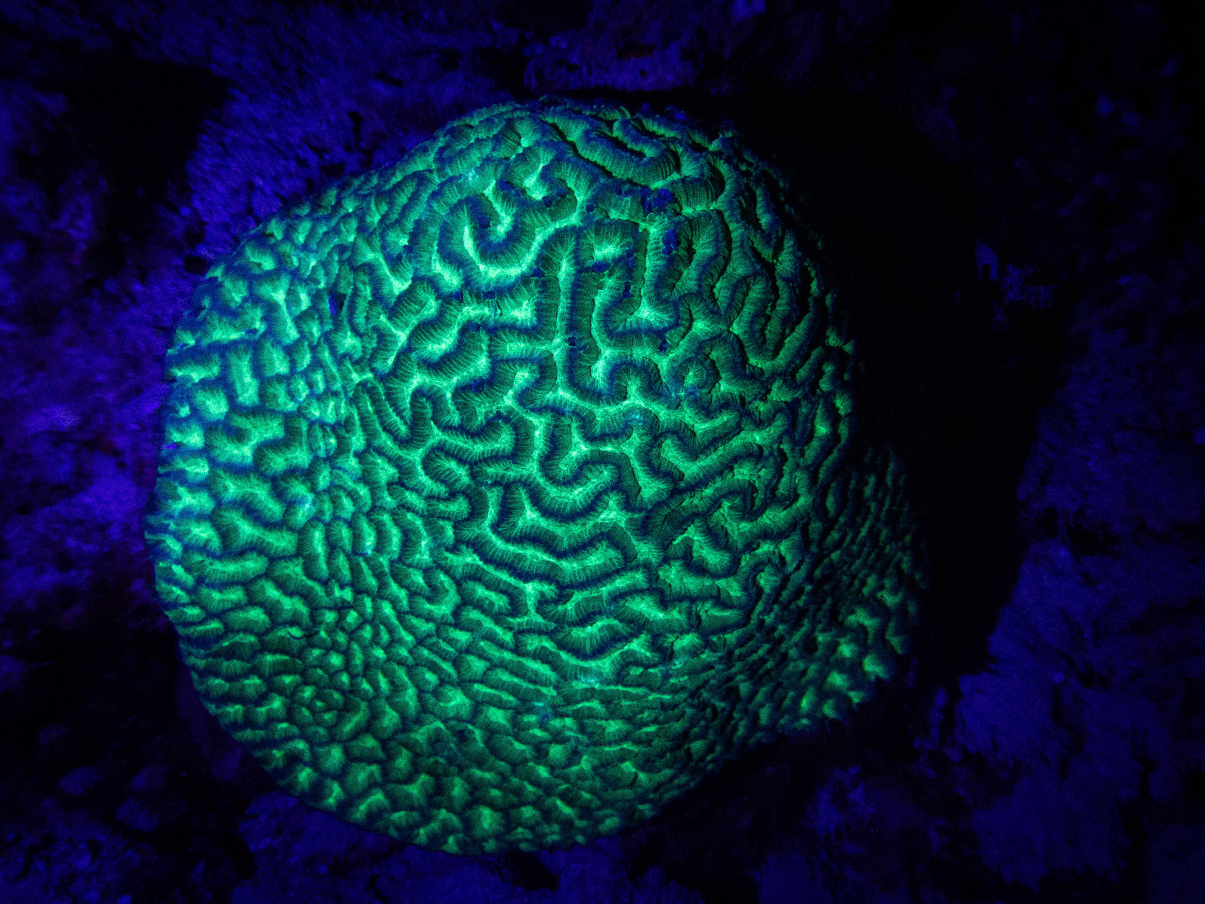 Boat Night Snorkeling