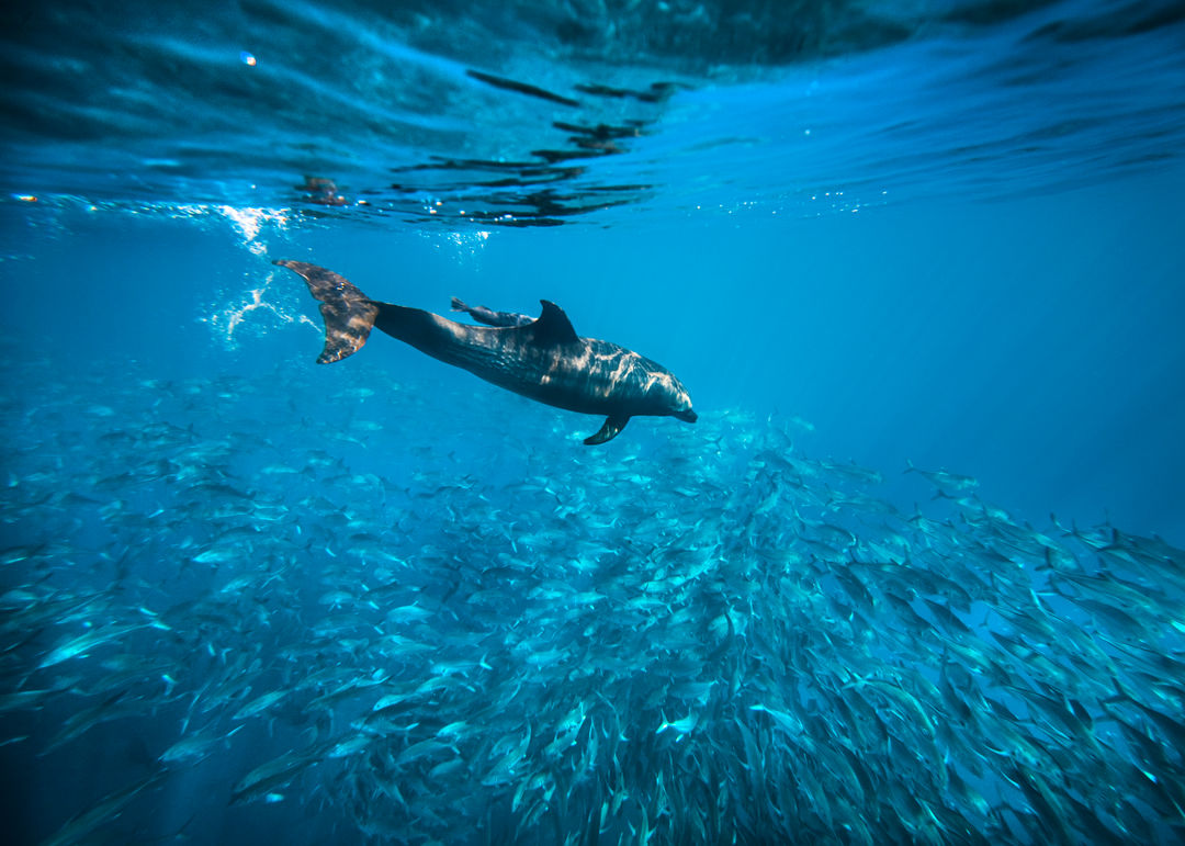 Cabo Pulmo Expedition