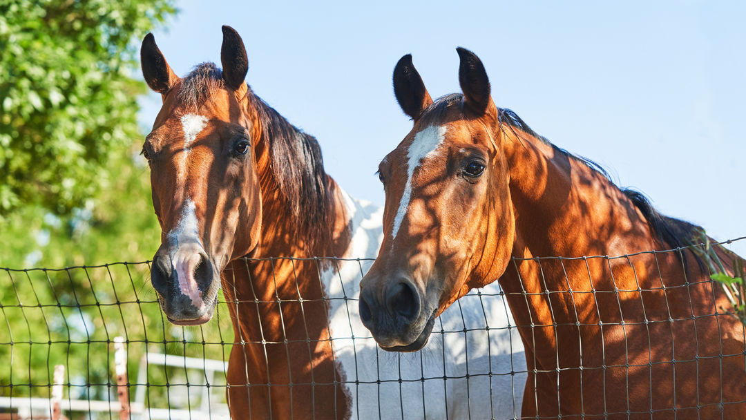 Lake Sonoma Horseback Ride