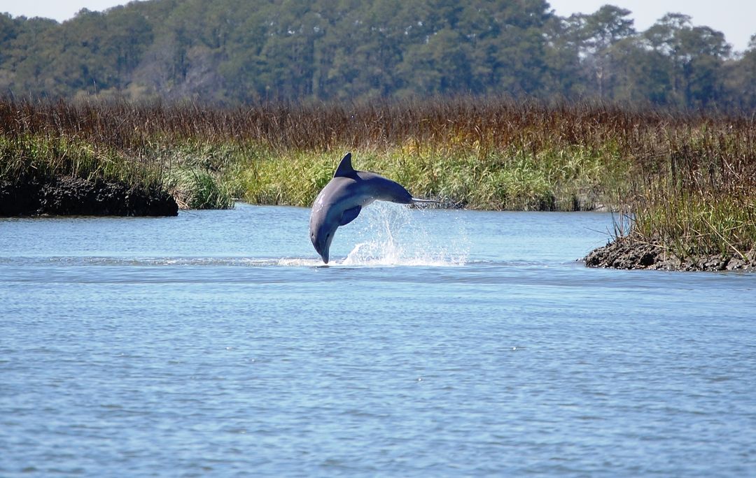 Dolphin Discovery Cruise