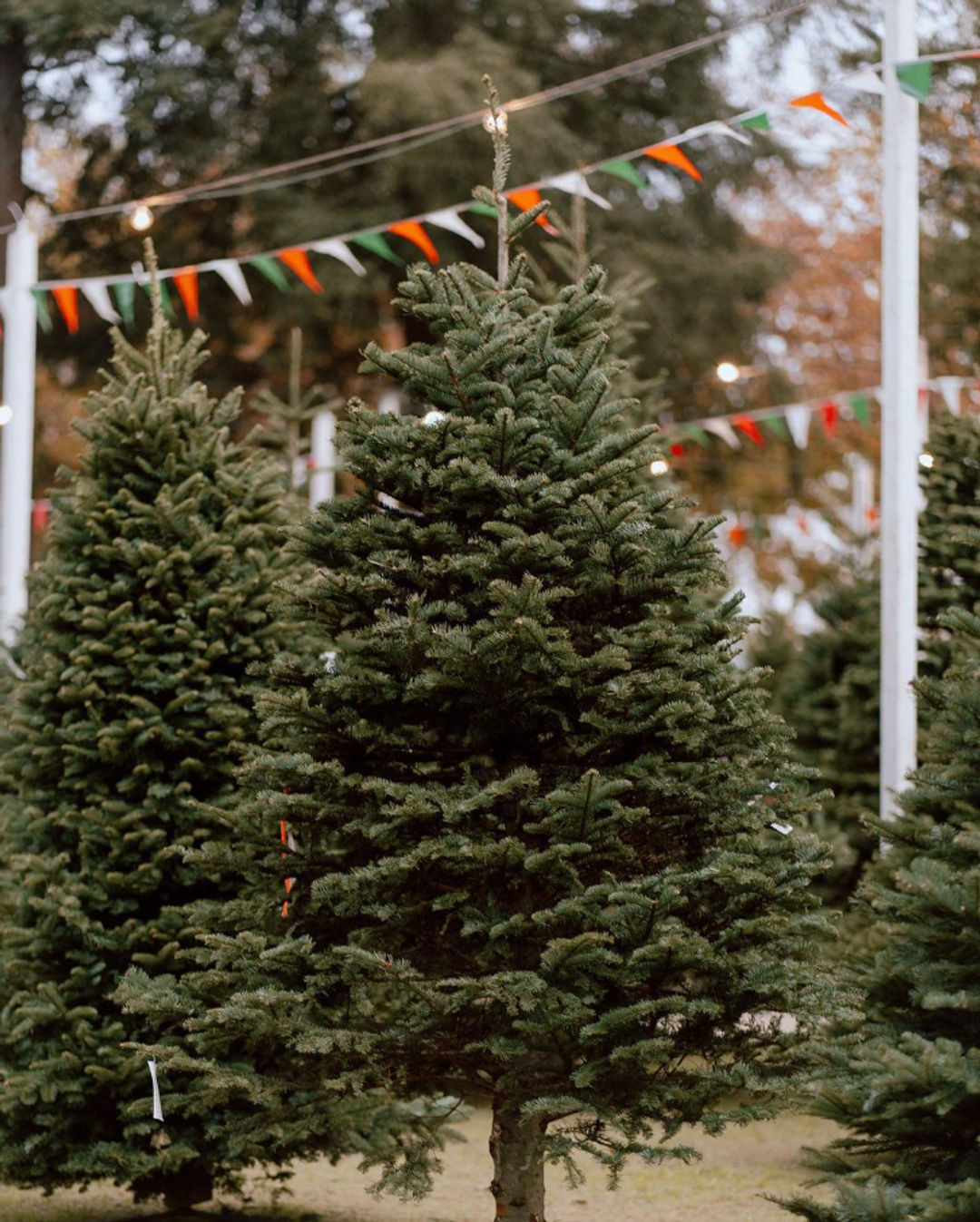 Pop-Up Christmas Tree Farm