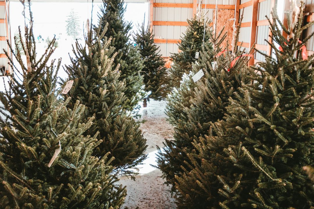 Pop-Up Christmas Tree Farm