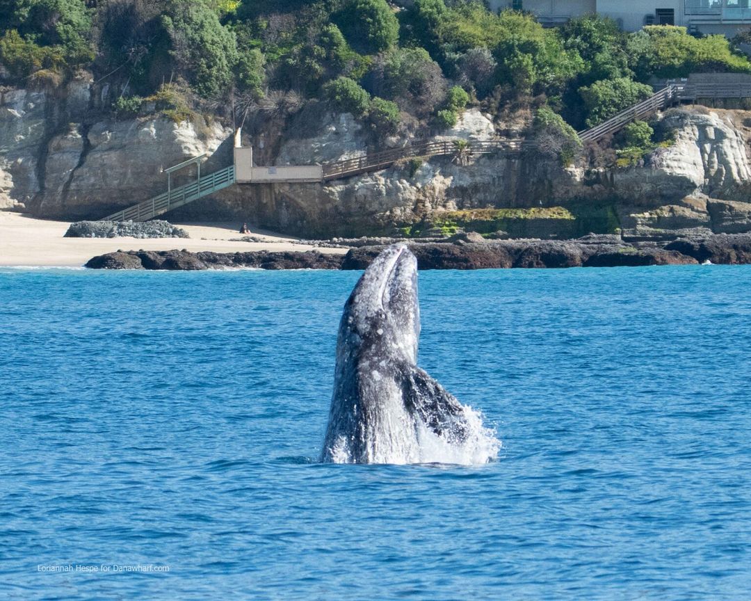 Whale / Dolphin Watching Tours