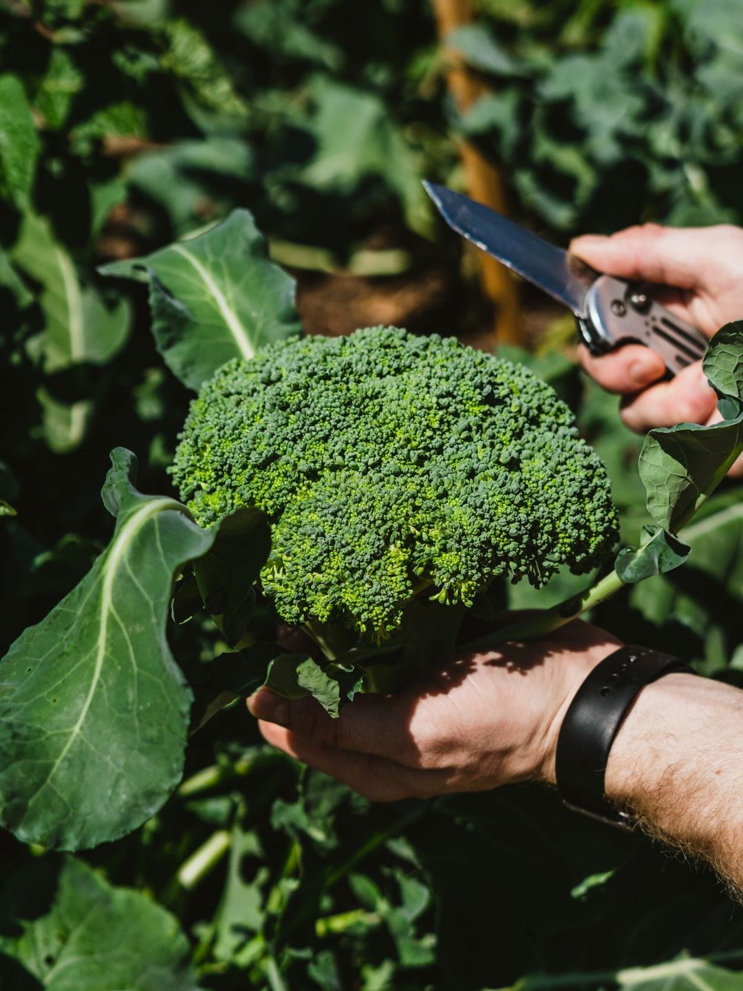 Harvest Season Flavors from the Garden 