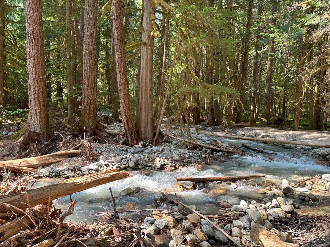 A serene forest stream with tall trees and rocks.