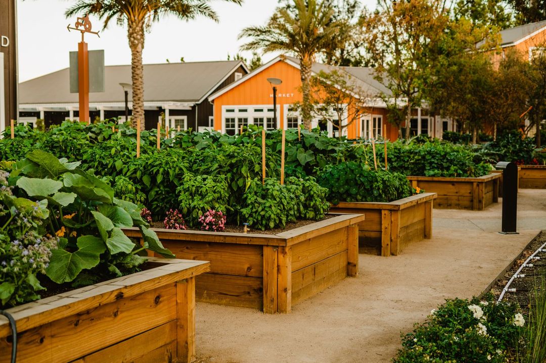 Harvest Season Flavors from the Garden 