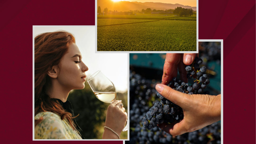 The Napa Valley Standard