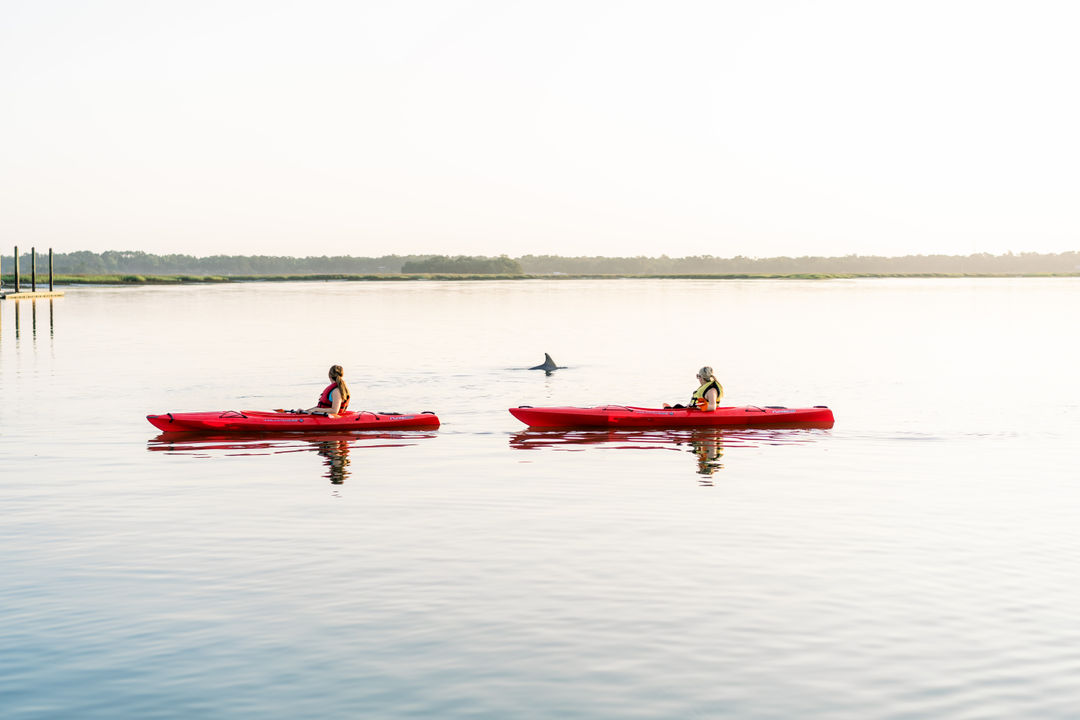 May River Kayak Dolphin Tour
