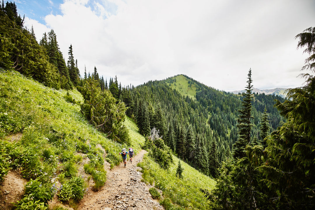 Guided Half-Day Yellowstone Hike