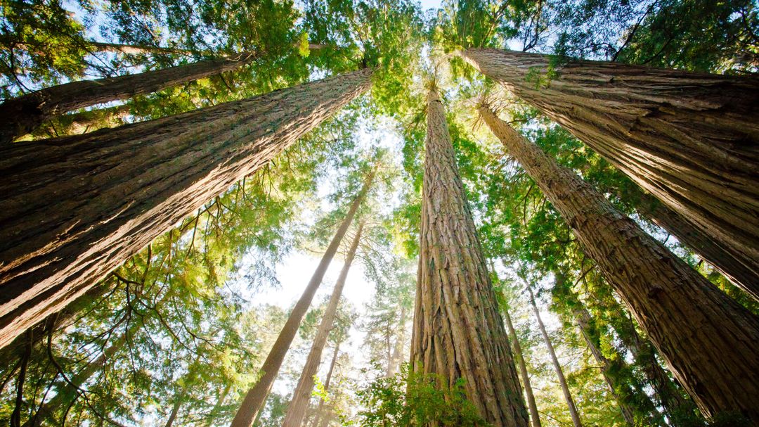 Armstrong Redwoods Hike