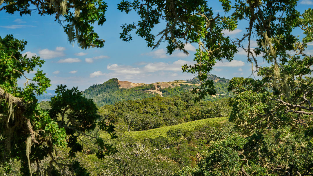 Mindful Heritage Oak Hike  | July 19