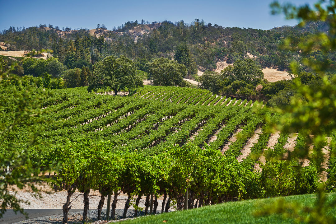 Robert Young Tasting Experience