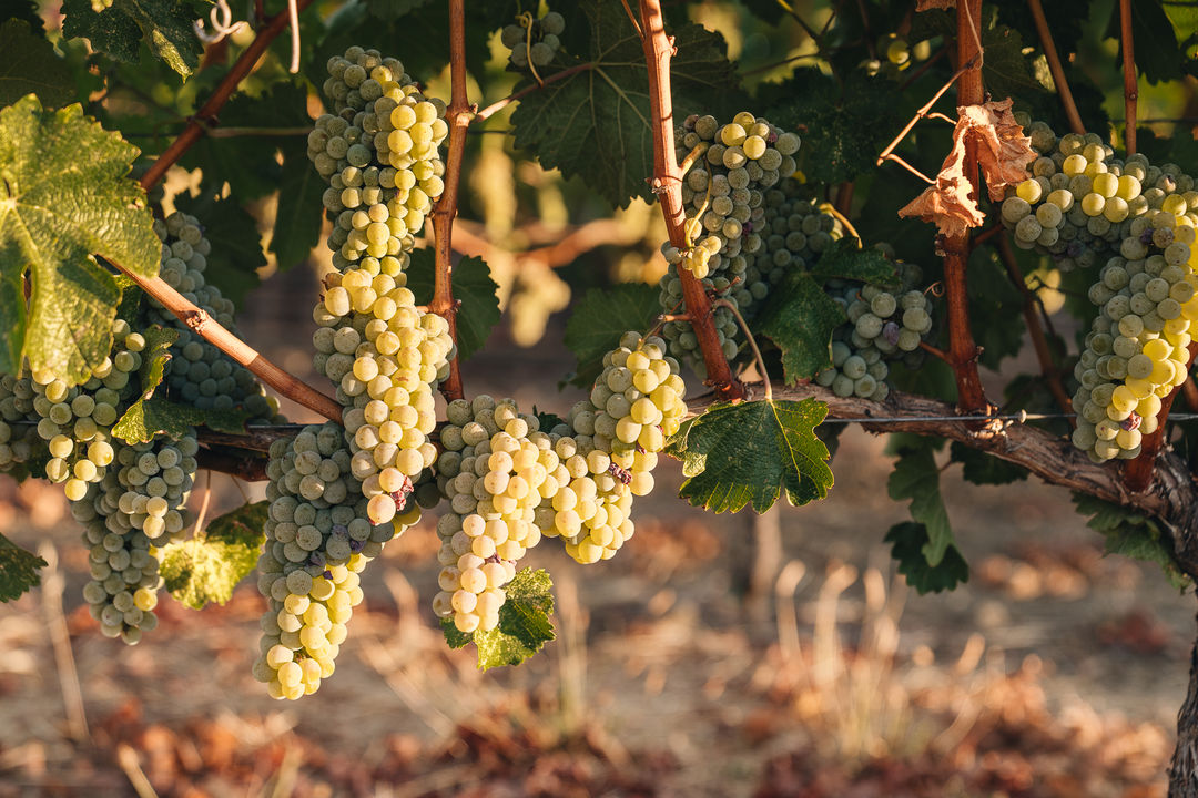 Winemaker Dinner with Small Vines | September 17