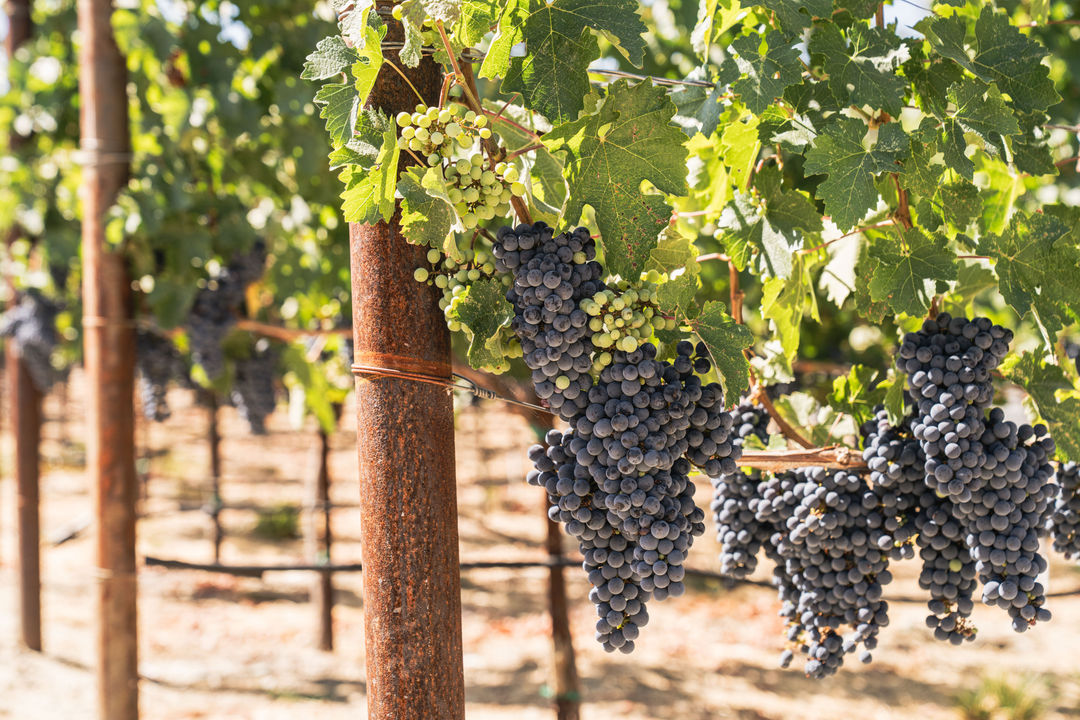 Winemaker Dinner with Croix Estate | October 16